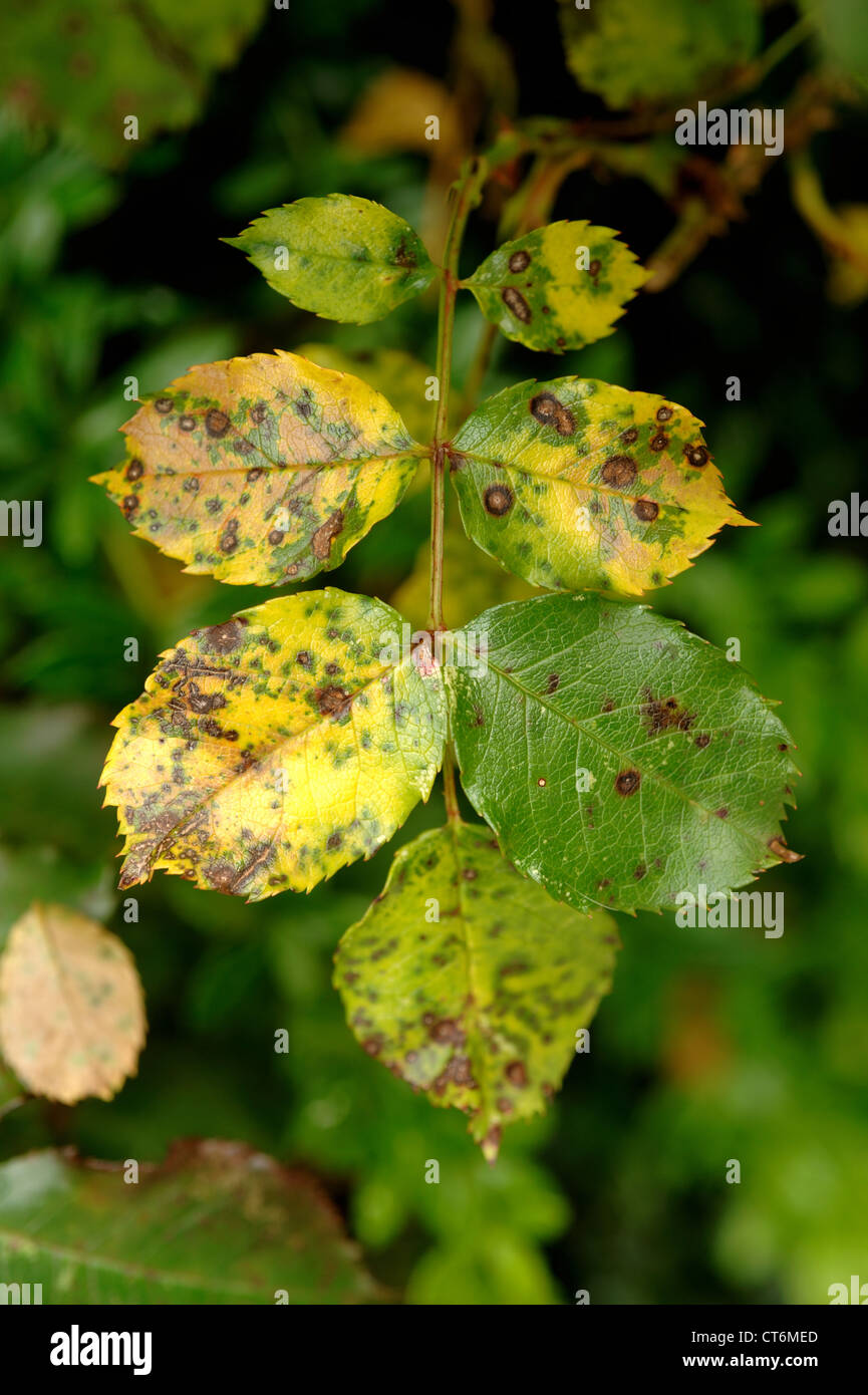 Schwarzer Fleck (Diplocarpon Rosae) Infektion auf Rosenblättern  Stockfotografie - Alamy