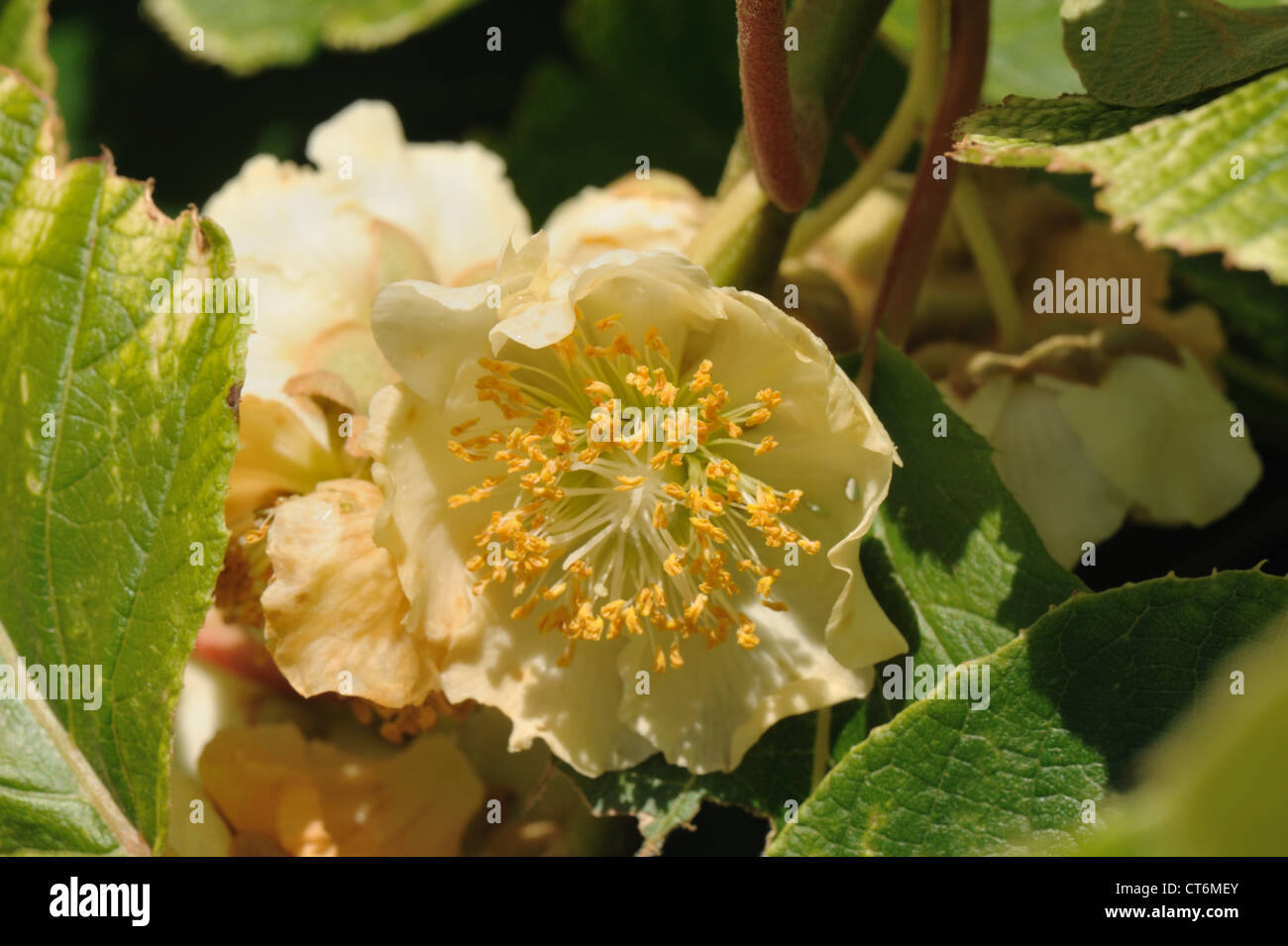 Blasse gelbe Creme Blume auf einem Weinstock Kiwis Stockfoto