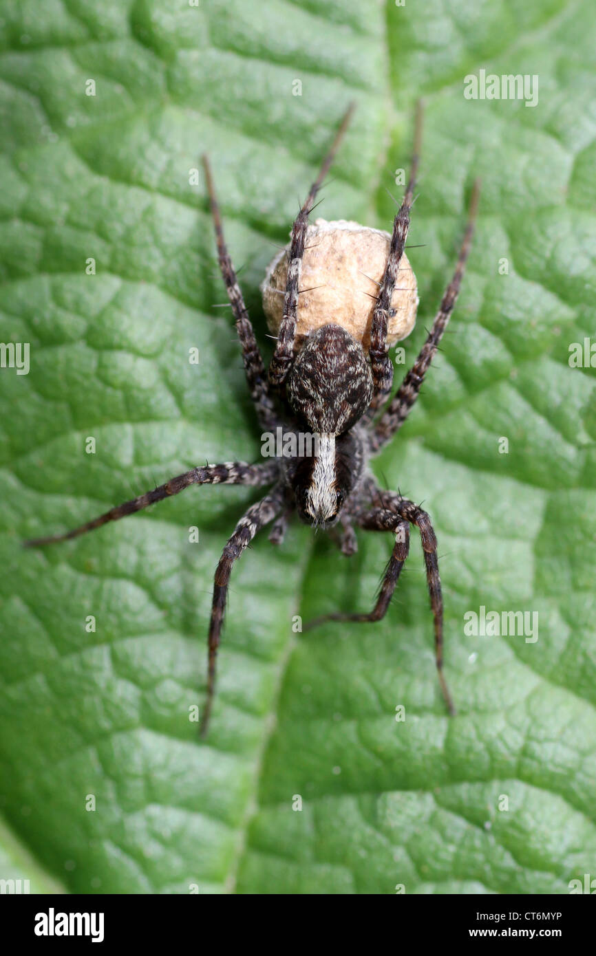 Weibliche Wolfspinne Pardosa SP. tragen Ei Sac Stockfoto