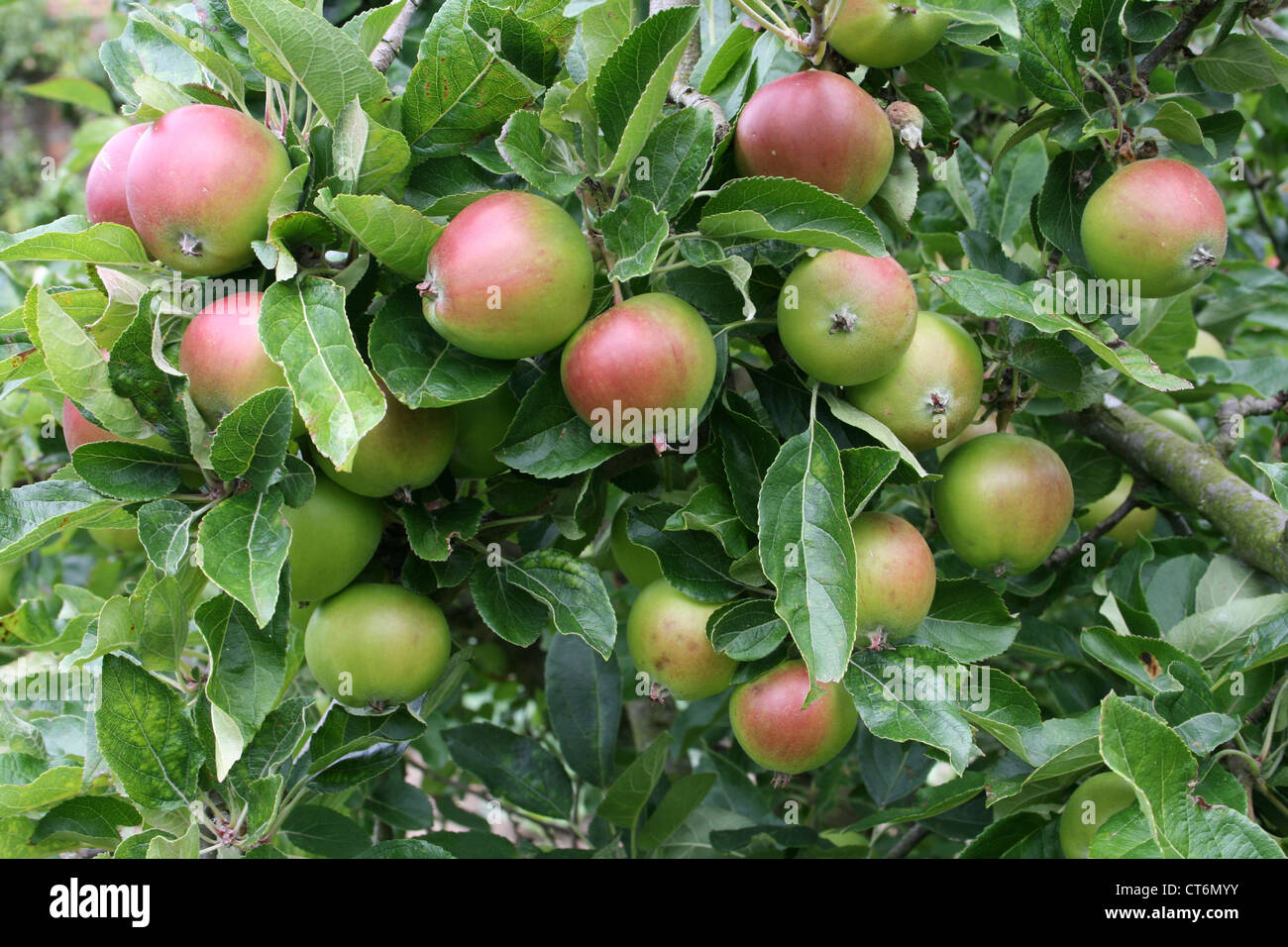 Obstbaum, beladen mit Äpfeln Stockfoto