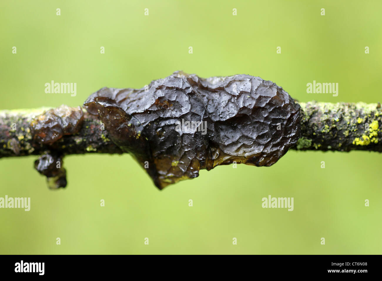 Black Witches' Butter Exidia glandulosa Stockfoto