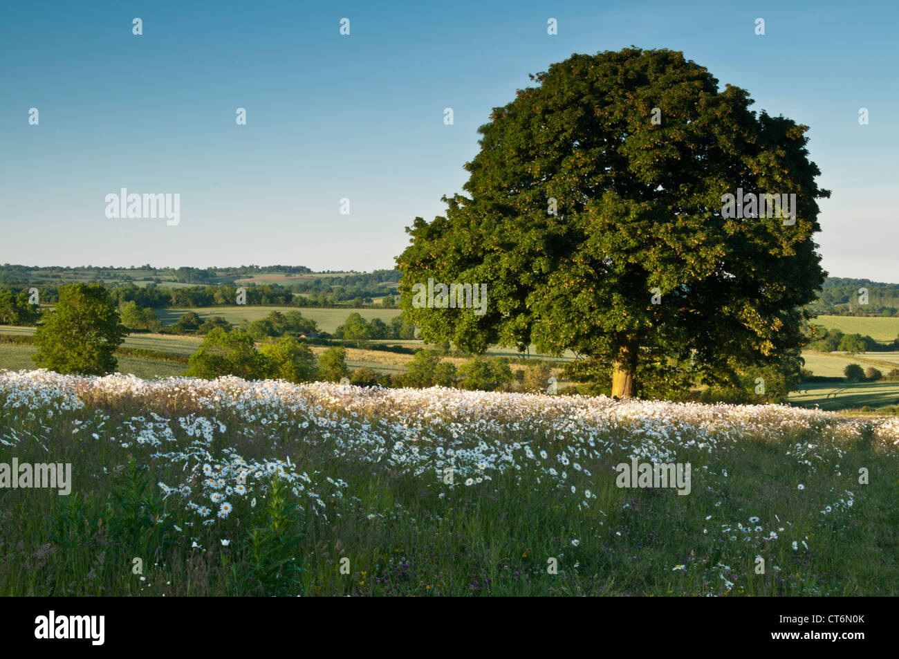Eiche Baum wächst unter einer Wiese von Ochsen-Auge Gänseblümchen mit bewaldeten Hügellandschaft jenseits, Northamptonshire, England Stockfoto