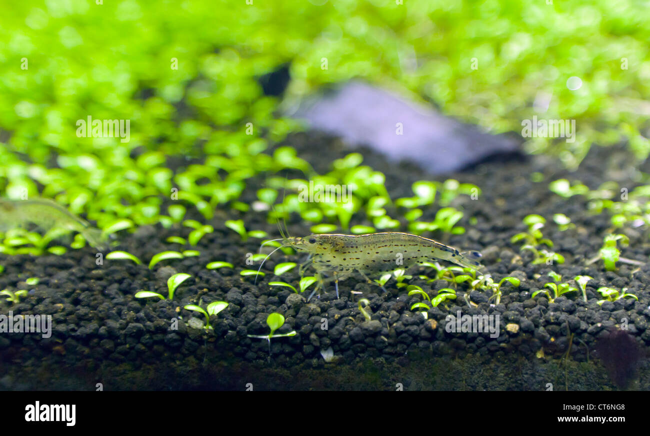 Garnelen essen Algen auf Glossostigma elatinoides Stockfoto