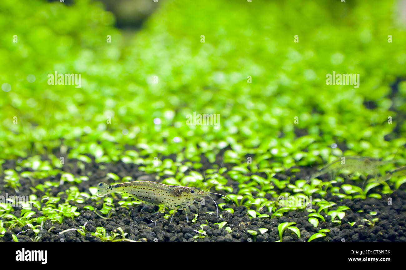 Yamato garnelen -Fotos und -Bildmaterial in hoher Auflösung – Alamy Yamato garnelen -Fotos und -Bildmaterial in hoher Auflösung – Alamy