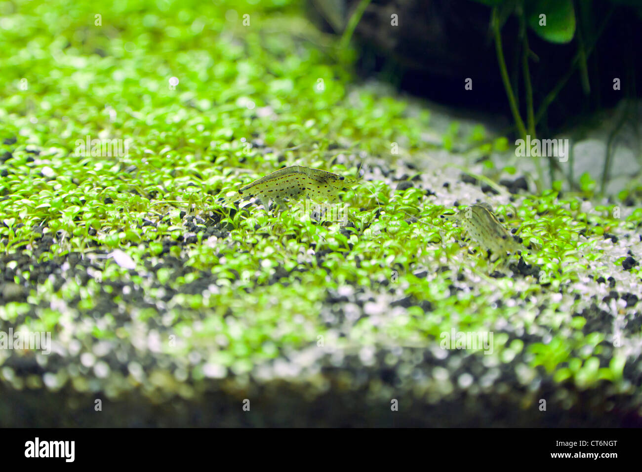 Garnelen essen Algen auf Glossostigma elatinoides Stockfoto