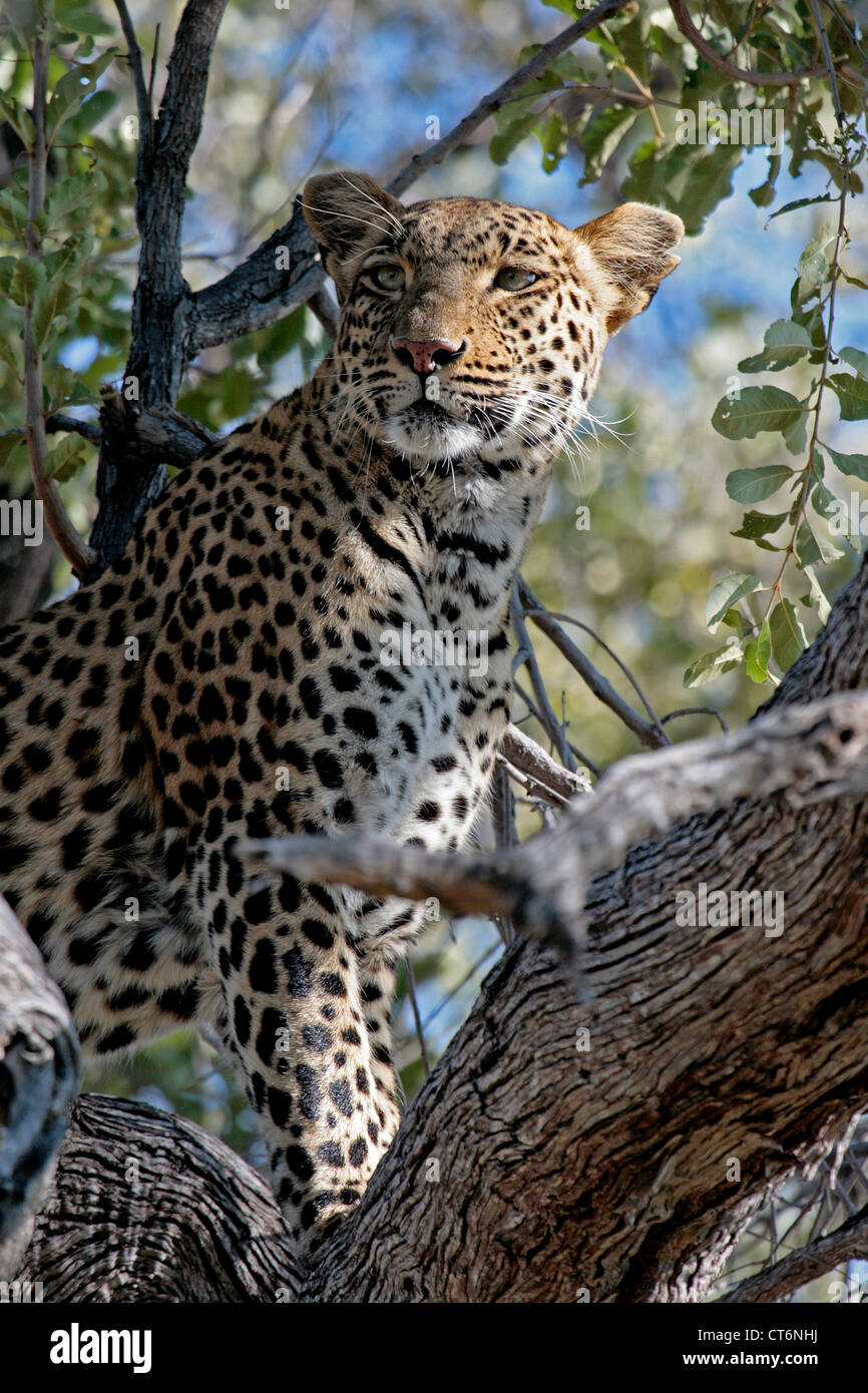 Leoparden in einem Baum Stockfoto