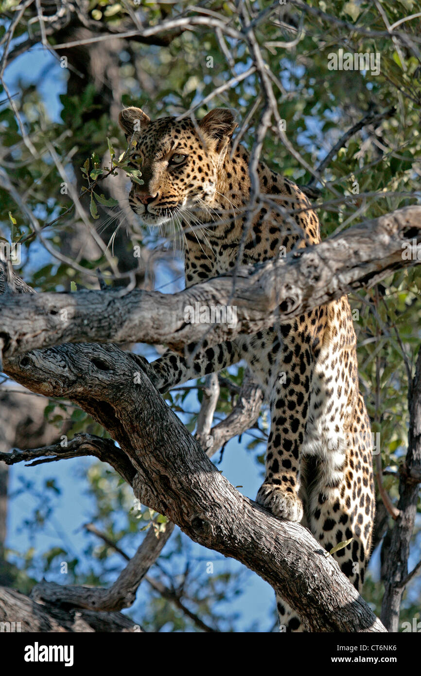 Leoparden in einem Baum Stockfoto
