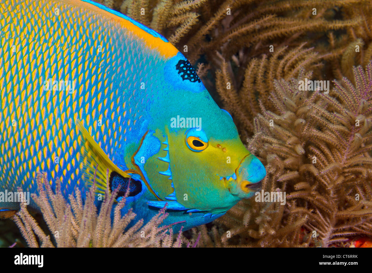 Königin-Kaiserfisch schwimmt unter Weichkorallen am Korallenriff. Stockfoto