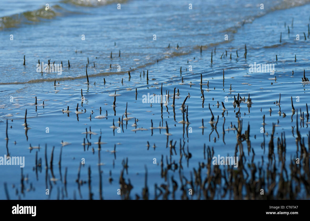 Mangrove Saugnäpfe kommen aus dem Wasser am Strand Stockfoto