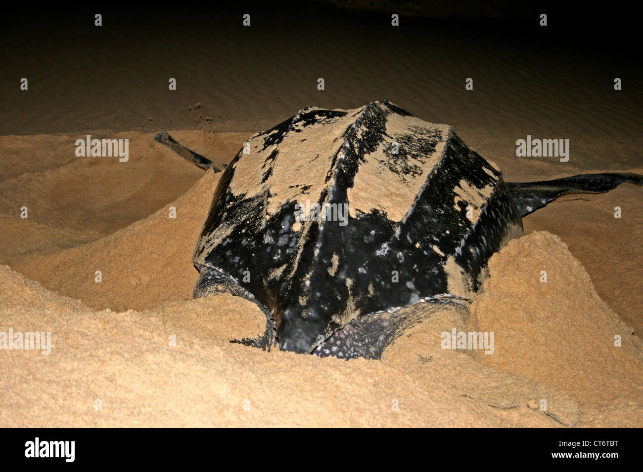 Lederschildkröte am Strand in der Nacht Stockfoto