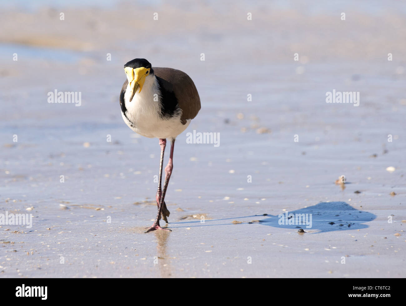 tolles Bild von einem maskierten Kiebitz Vogel am Strand Stockfoto