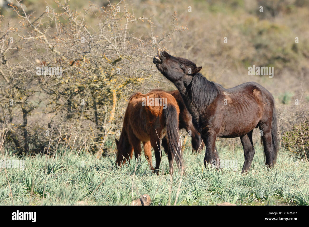 Pferde der Giara Auf der Giara di Gesturi, Sardinien, Italien Stockfoto