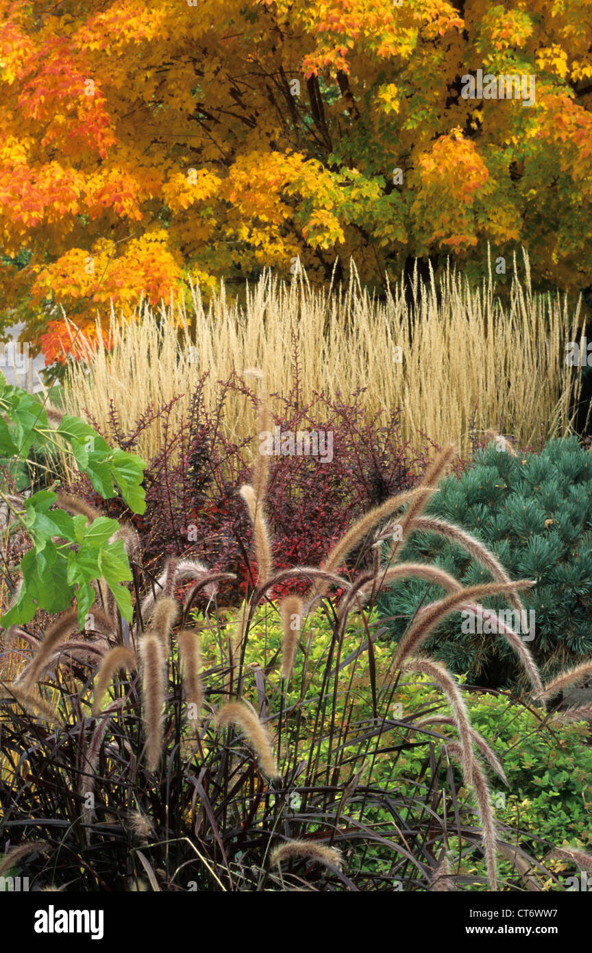 FRONT YARD GARDEN IN ST. PAUL, MINNESOTA, FALLEN. PURPLE FOUNTAIN GRASS; KARL-FOERSTER-FEDERGRAS; MONTANA AHORNBAUM. Stockfoto