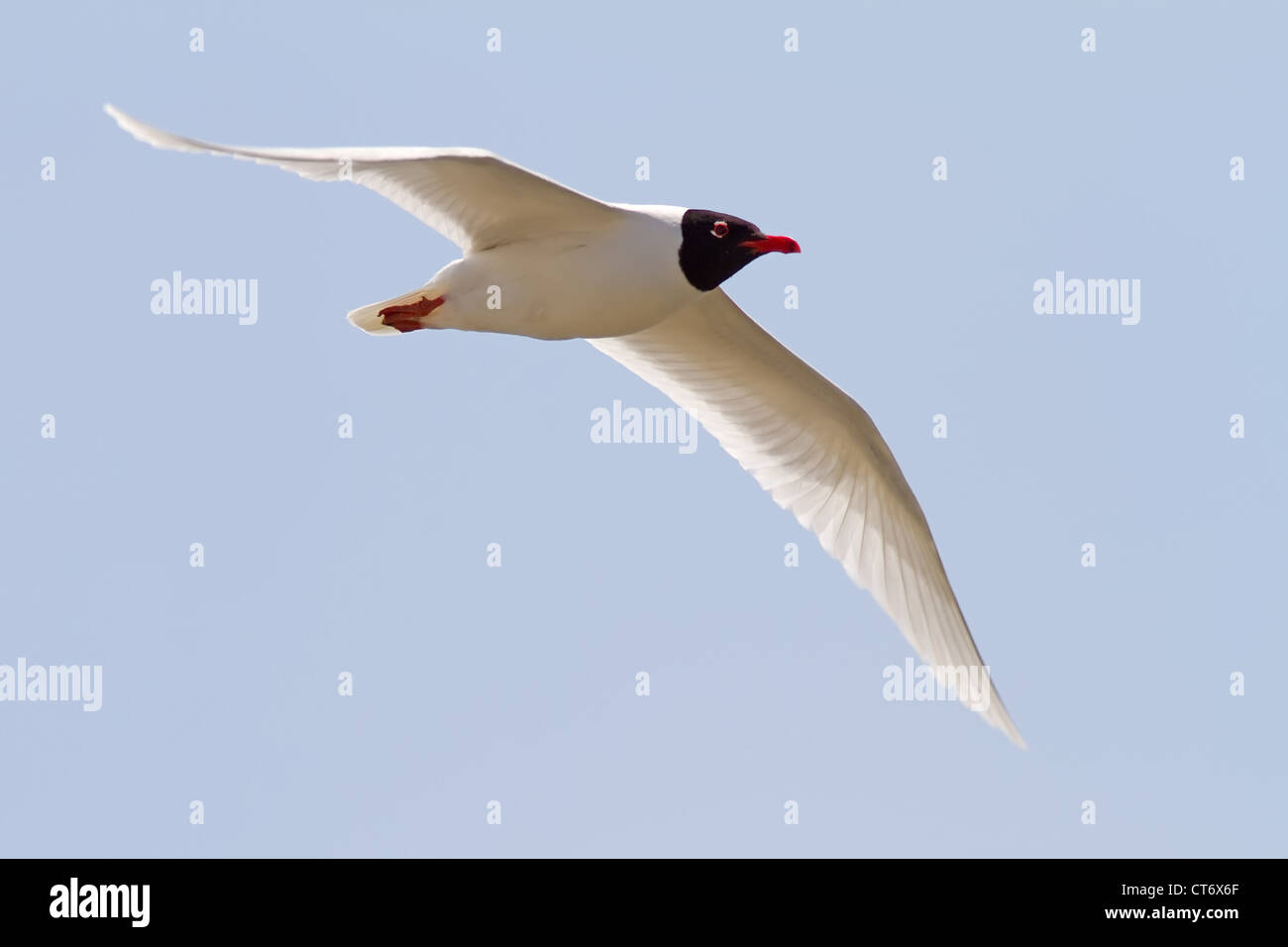 Ein Schwarzkopfmöwe (Larus Melanocephalus) vor einem blauen Himmel fliegen Stockfoto