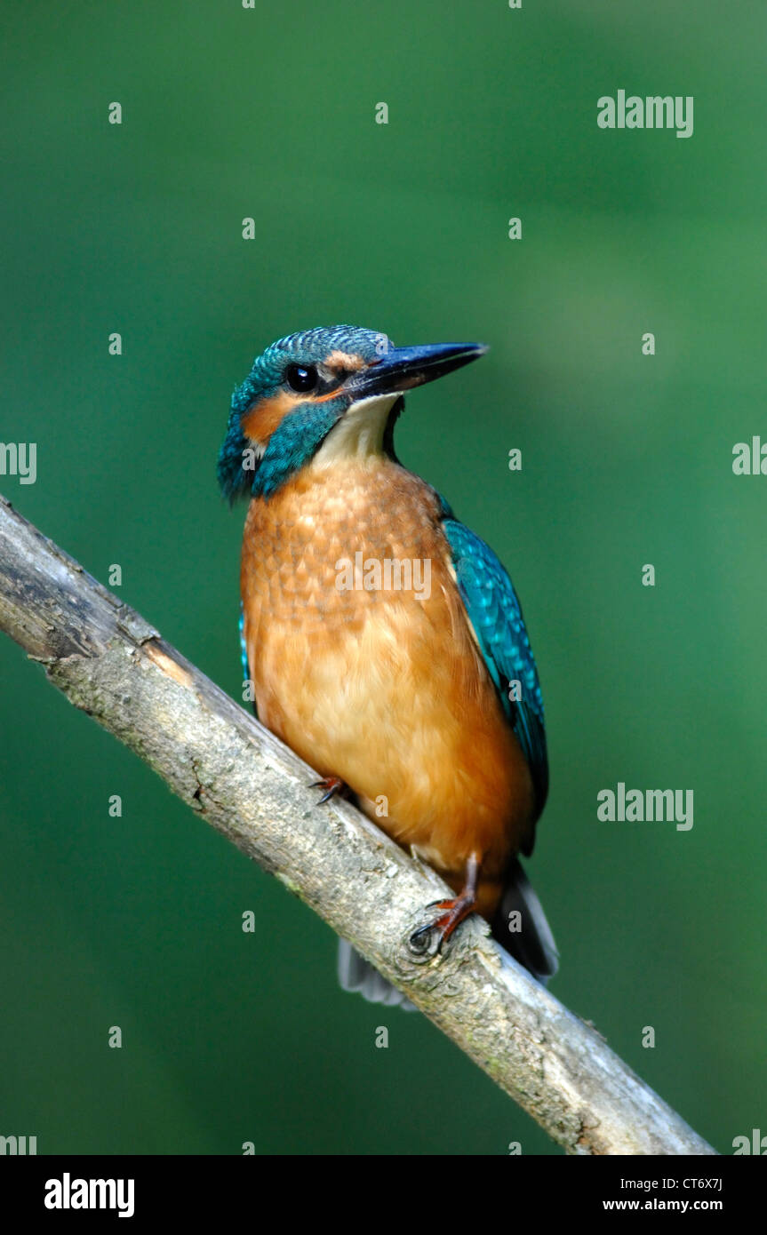 Juvenile Eisvogel im Hochsommer. Dorset, UK, Juli 2007 Stockfoto