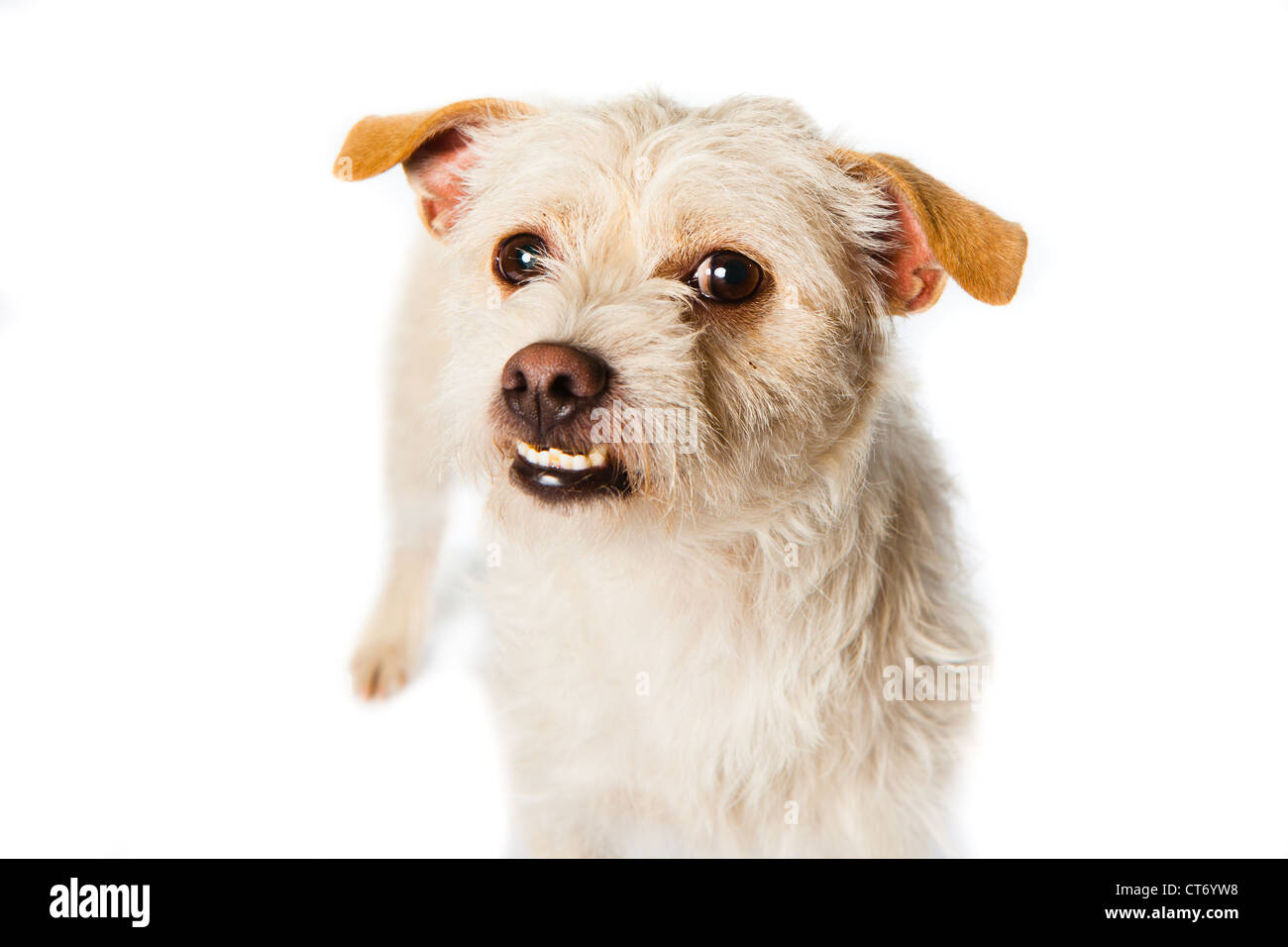 Ein weiß und Tan Terrier auf einem weißen Hintergrund isoliert Stockfoto