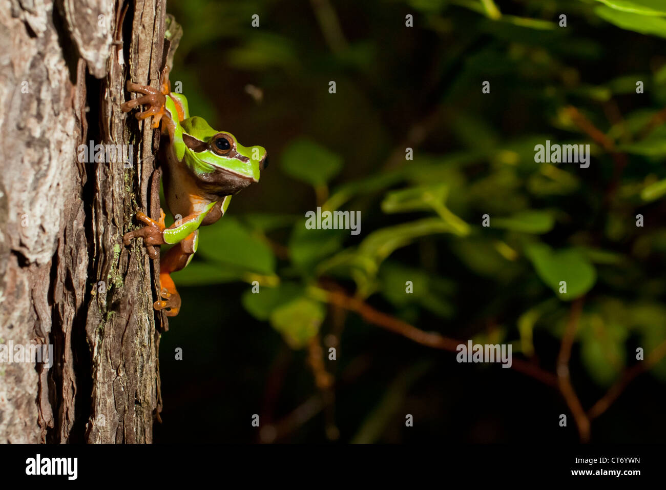 männliche Pine Barrens Treefrog Kletterbaum während einem Zucht-Chor Stockfoto