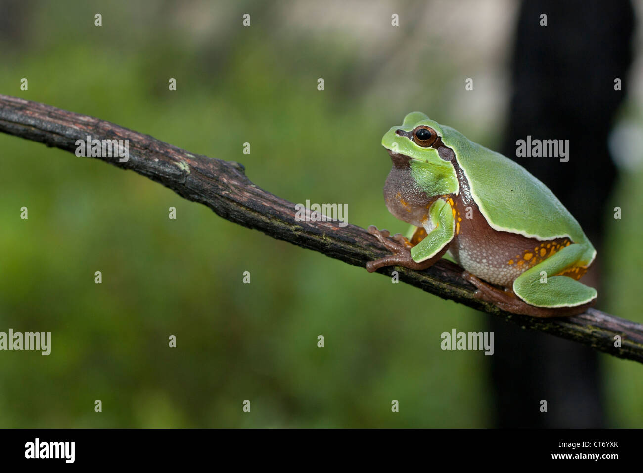 Pine Barrens Laubfrosch (Hyla Andersonii Berufung Stockfoto