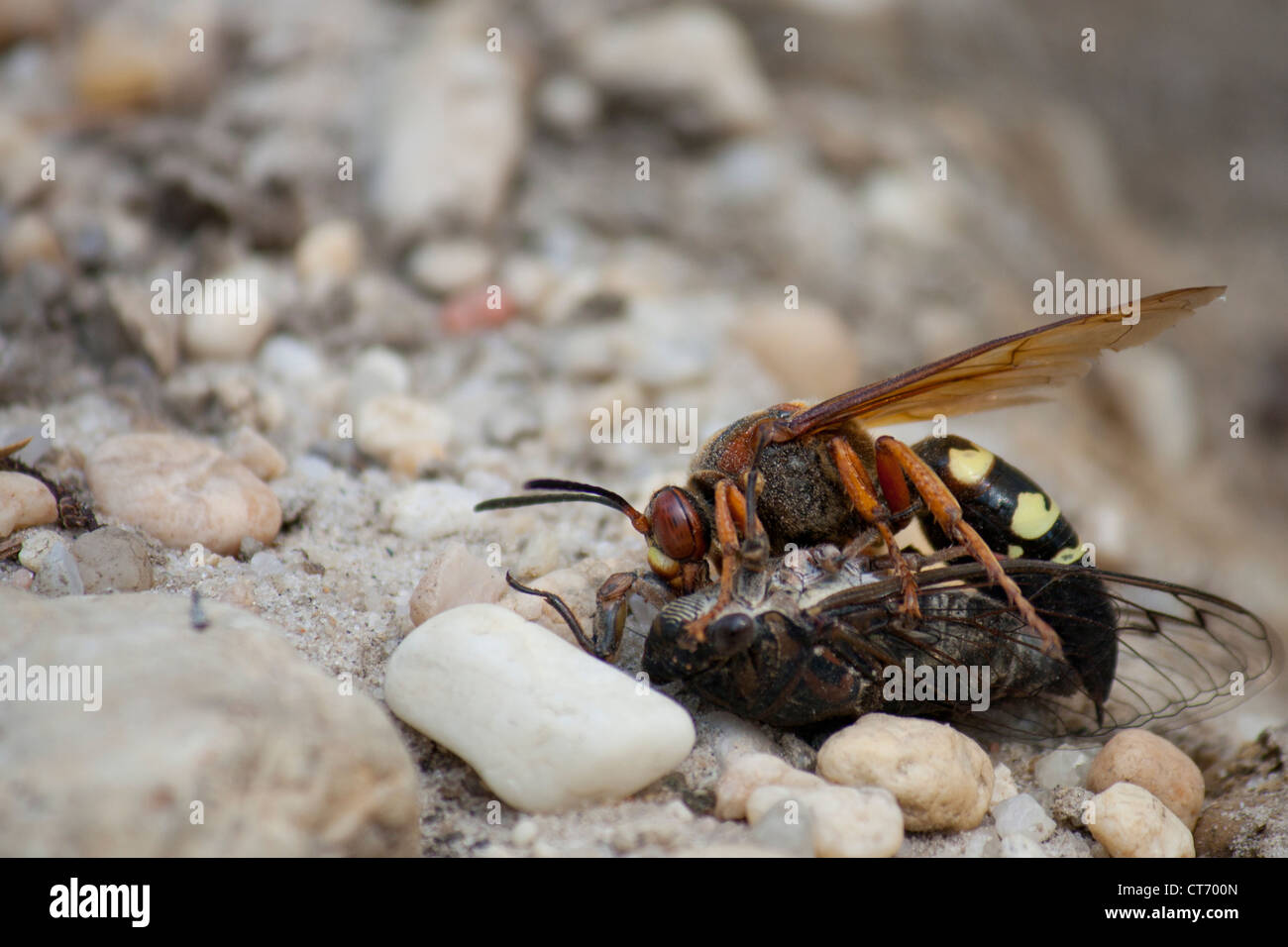 Cicada Killer Wespe, Tötung einer Zikade Stockfoto