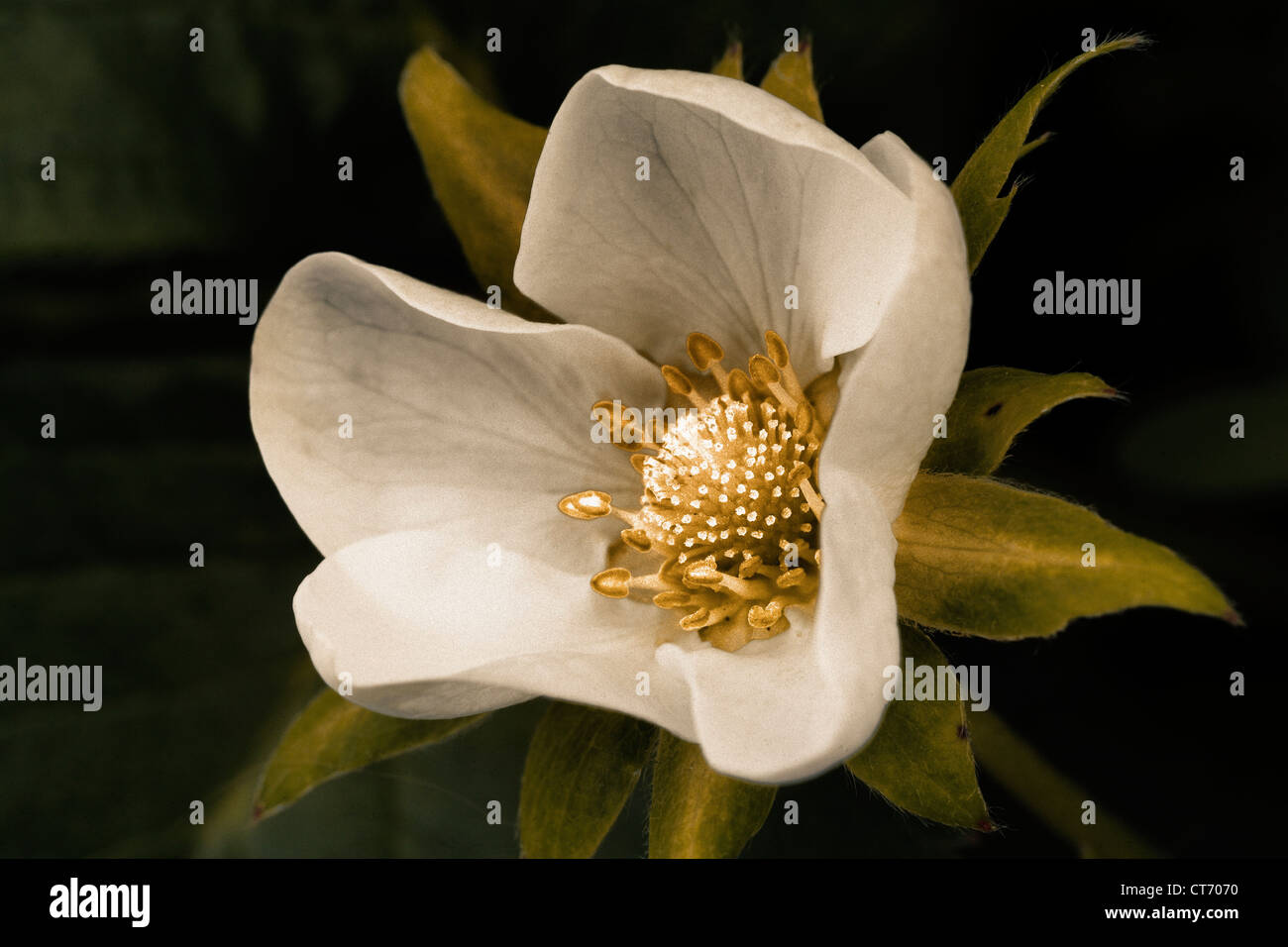 Erdbeere Blüte Stockfoto