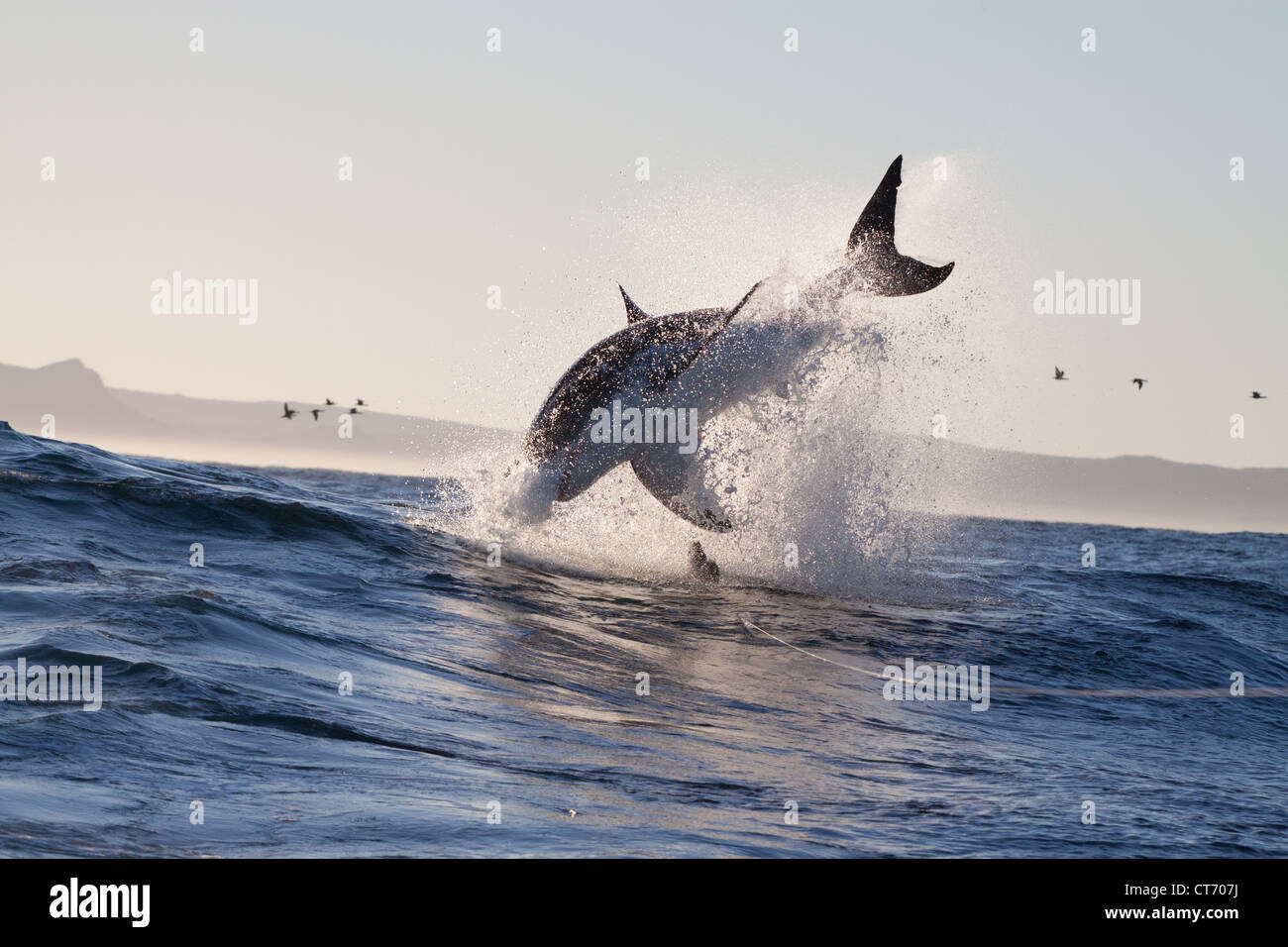 Der weiße Hai aus dem Wasser, die versuchen, auf eine Dichtung Decoy, Gansbaai, Dyer Island, Südafrika zurückdatieren verletzt Stockfoto