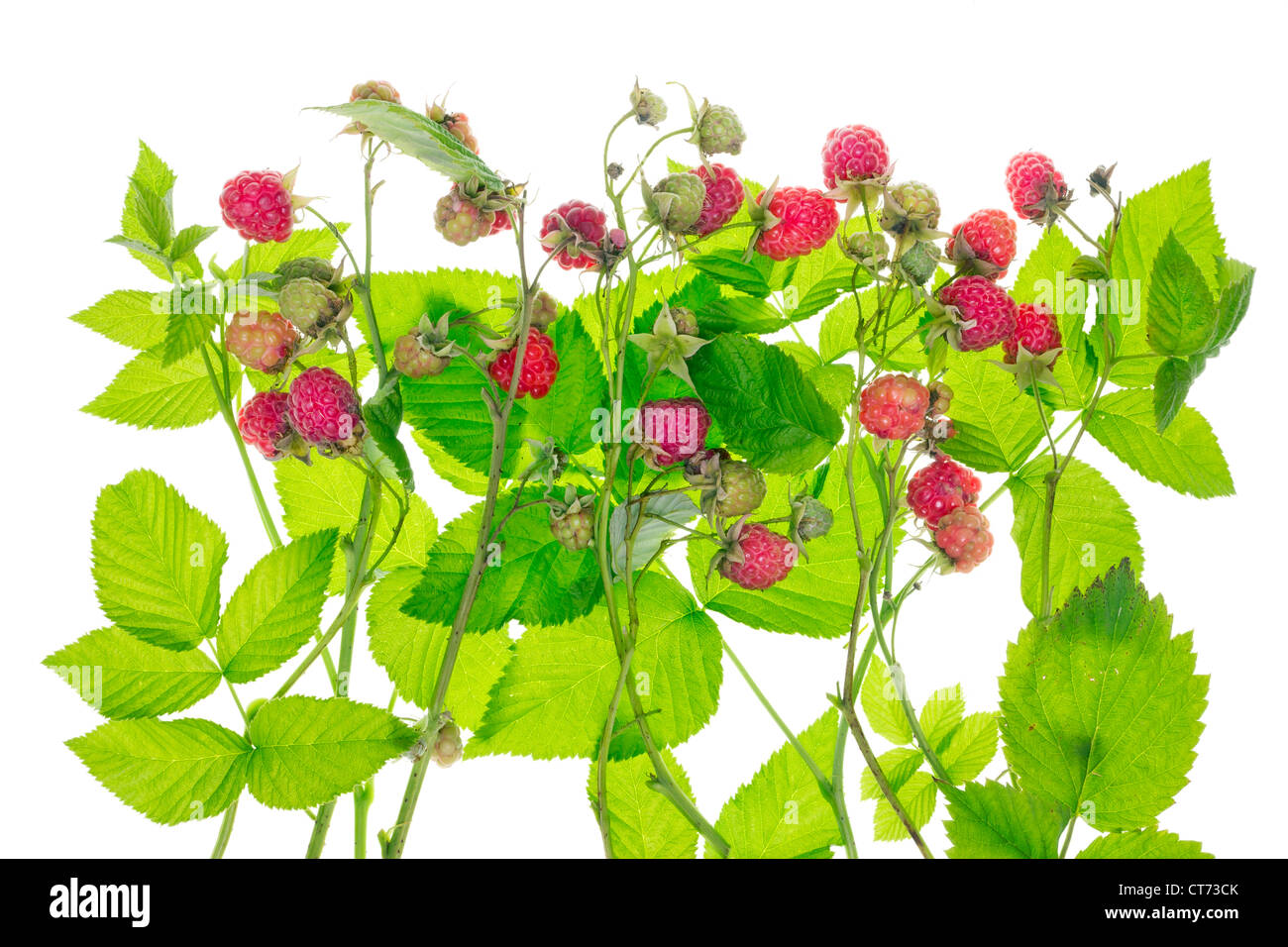 Himbeer Sommer Busch mit roten reifen Beeren isoliert Konzept Stockfoto