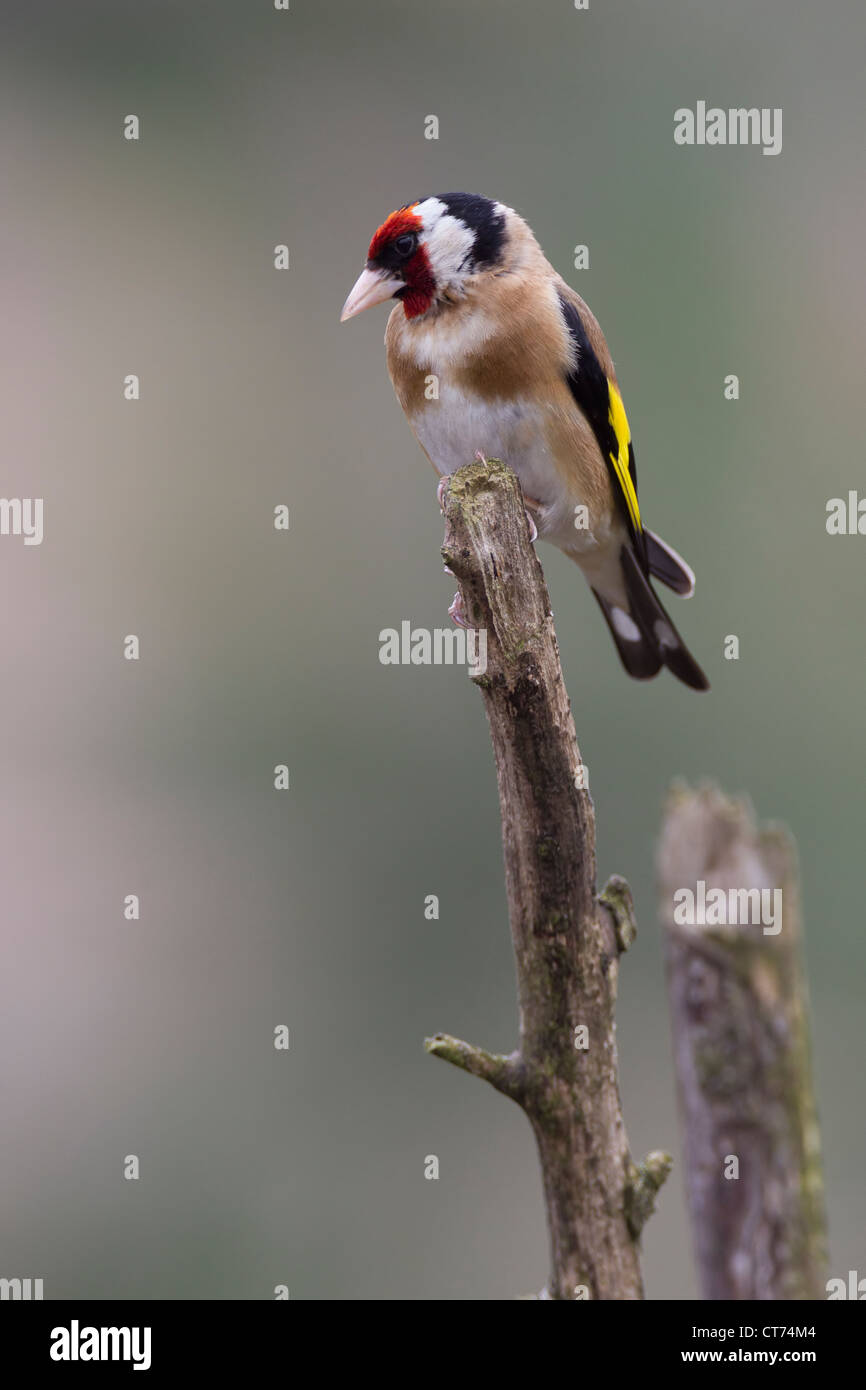 Stieglitz Zuchtjahr Caduelis (Fringillidae) Stockfoto