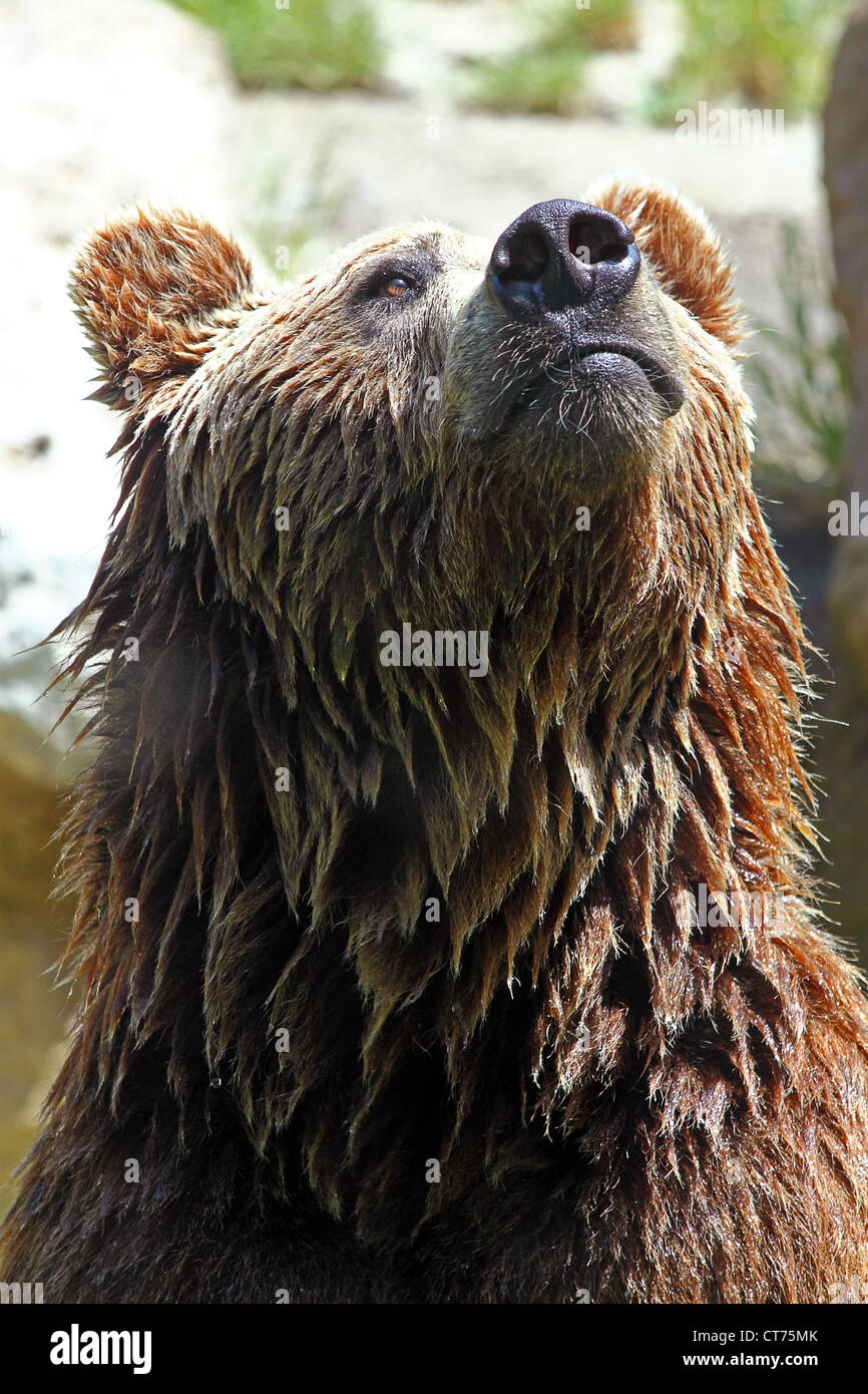 Nahaufnahme von einem Braunbären (Ursus Arctos) Stockfoto