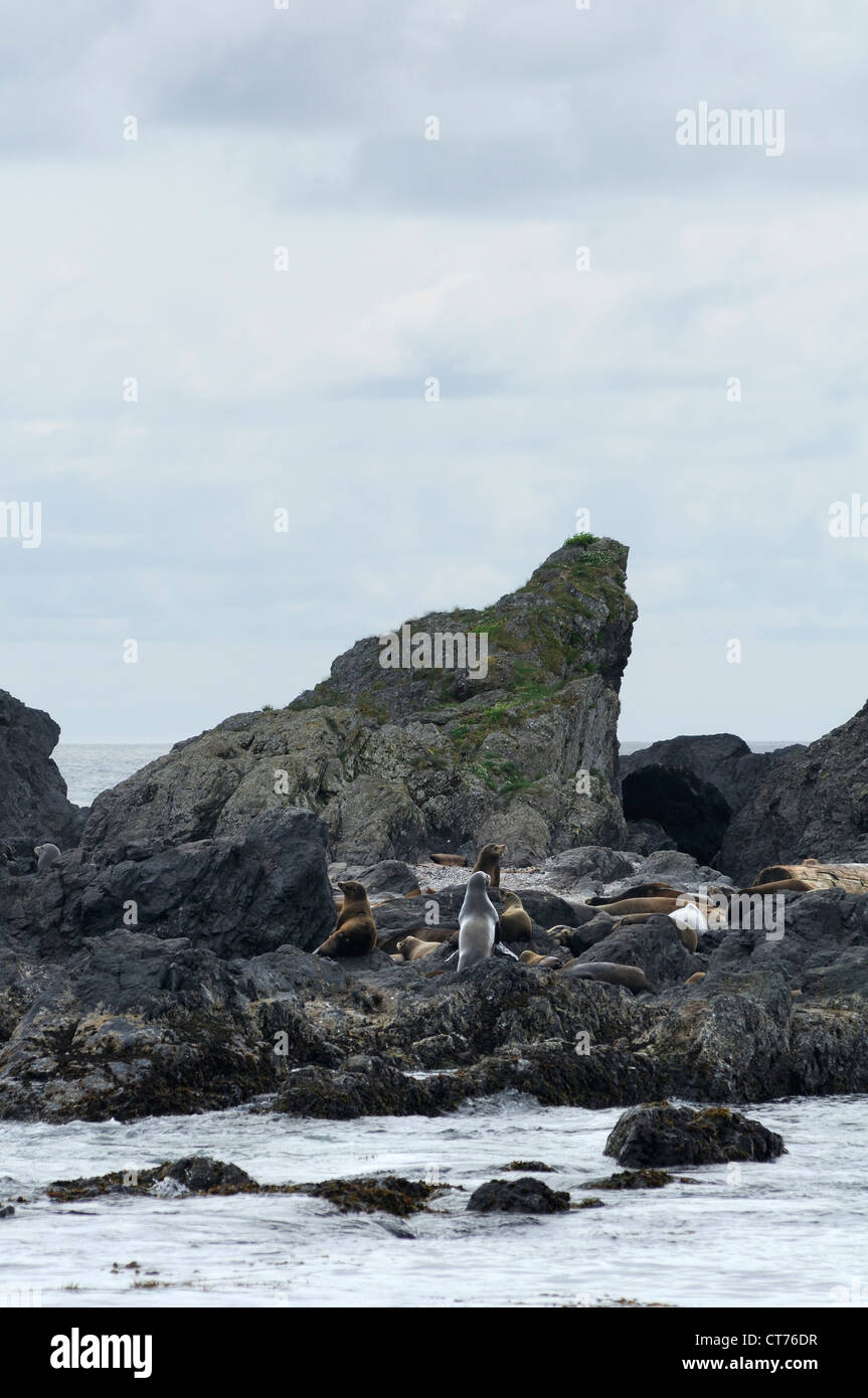 Gruppe von Dichtungen auf Felsen auf Vancouver island Stockfoto