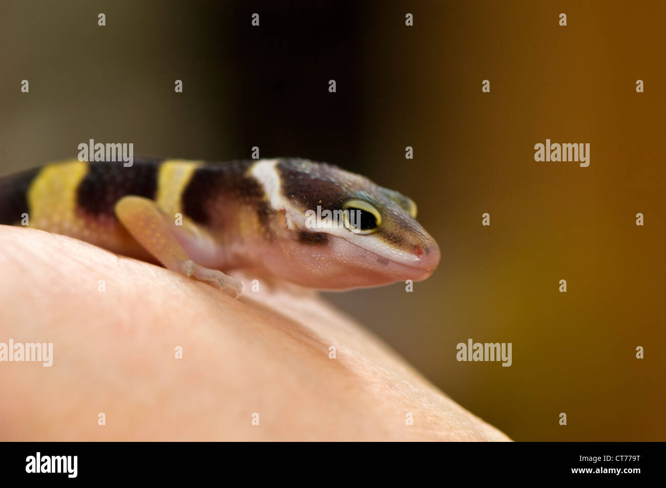 frisch geschlüpfte Leopardgecko Stockfoto