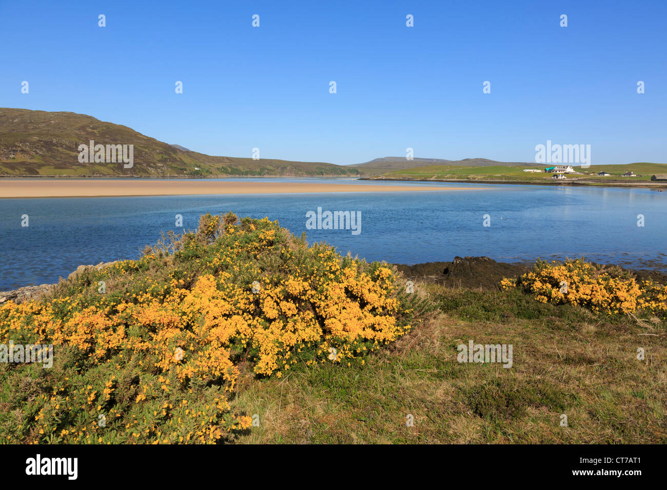 Blick auf Kyle of Durness mit gelben Ginster Blüten im Sommer bei Keoldale Green, Sutherland, Schottland, Großbritannien Stockfoto