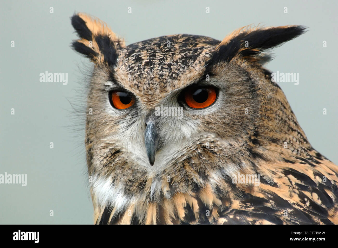 Der Leiter der ein Uhu Stockfoto