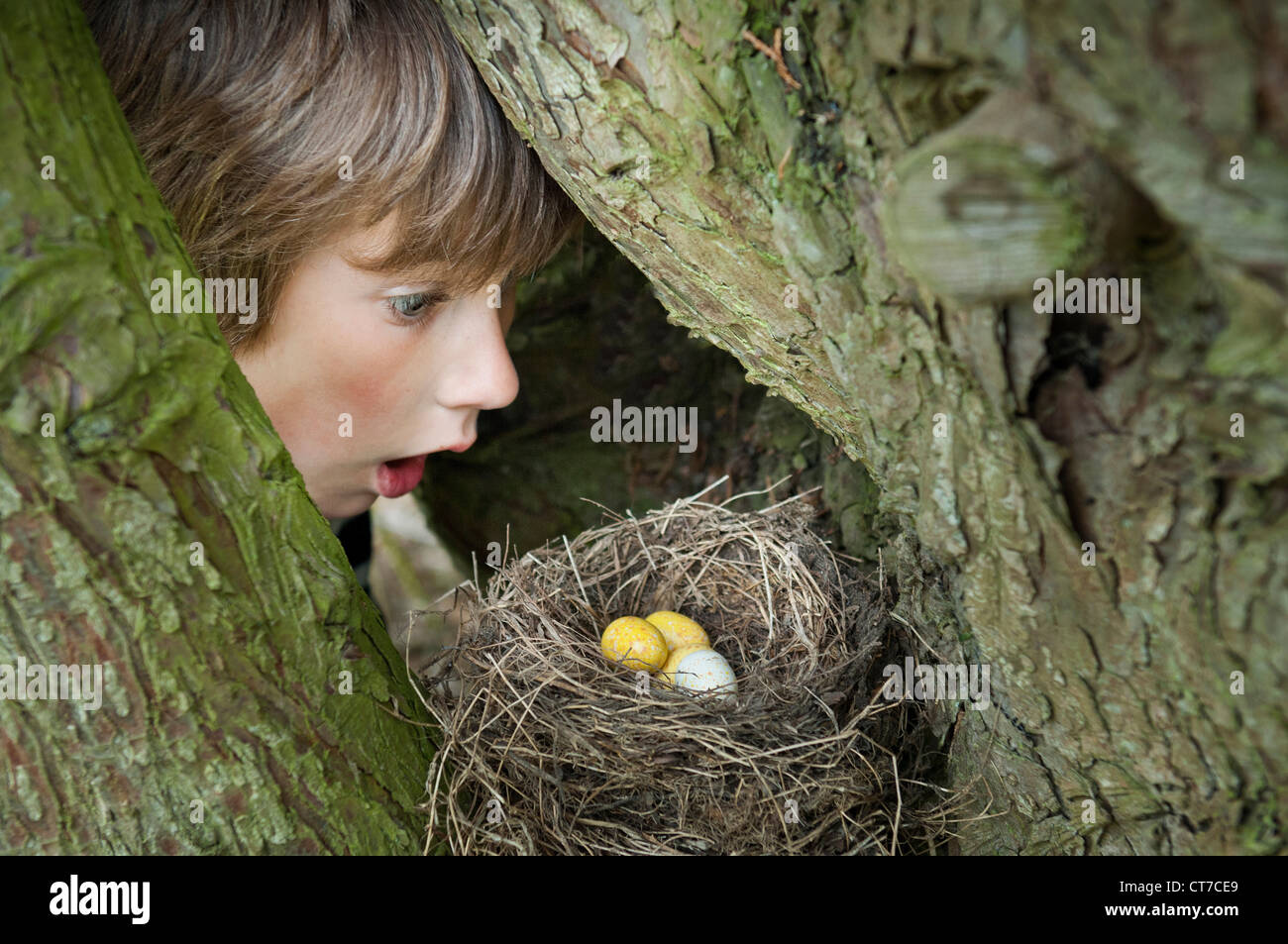 Junge Blick auf Eiern im Nest des Vogels Stockfoto