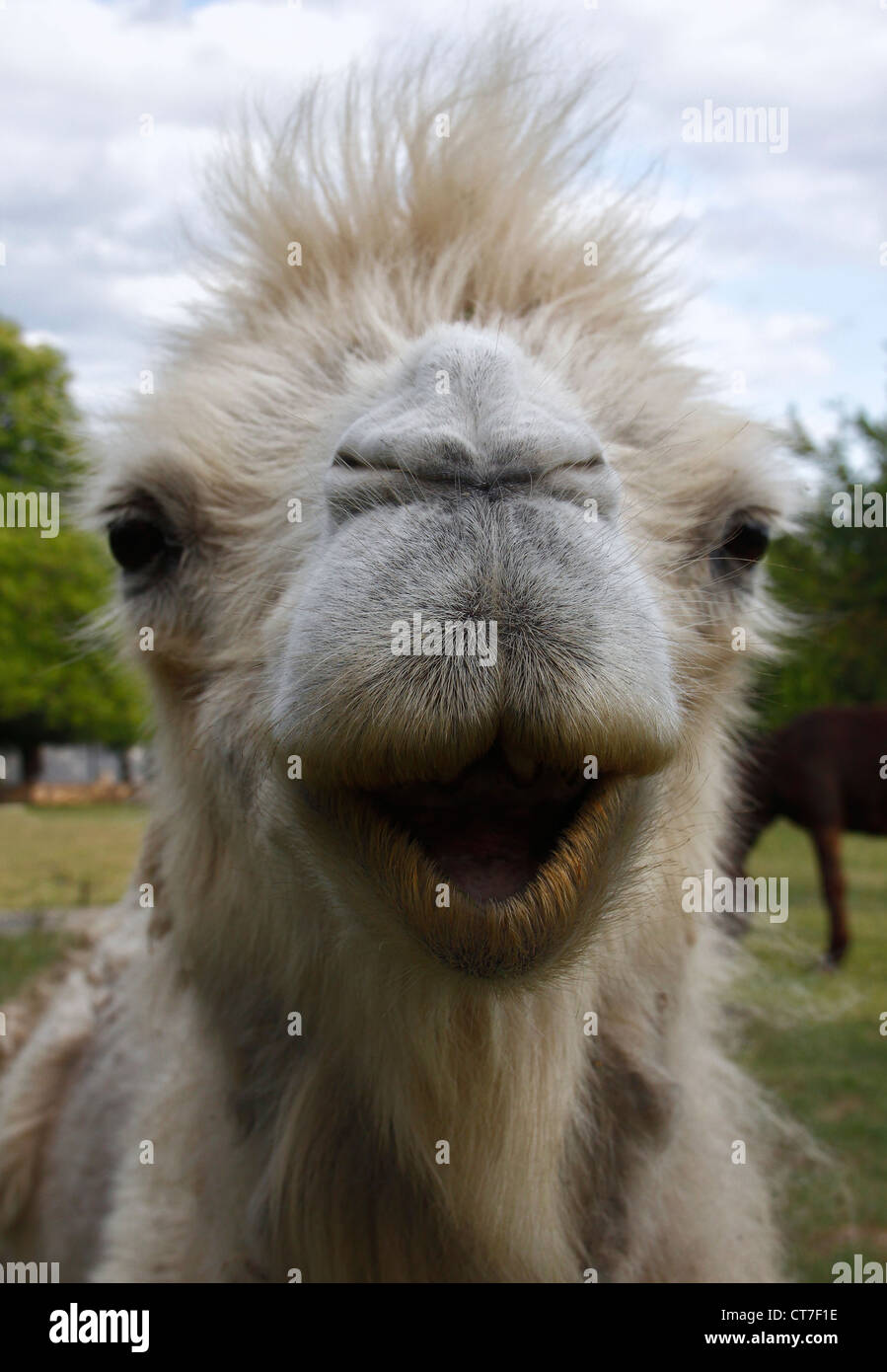 Closeup Portrait eines Kamels Kopf. Stockfoto