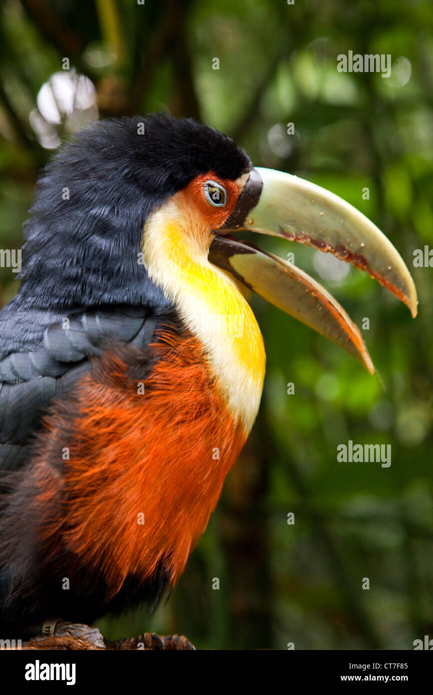 Red-Breasted Toucan im Parque Das Aves oder Vogelpark Stockfoto