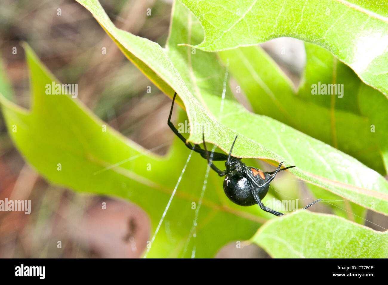 Schwarze Witwe (Latrodectus Mactans Stockfotografie Alamy