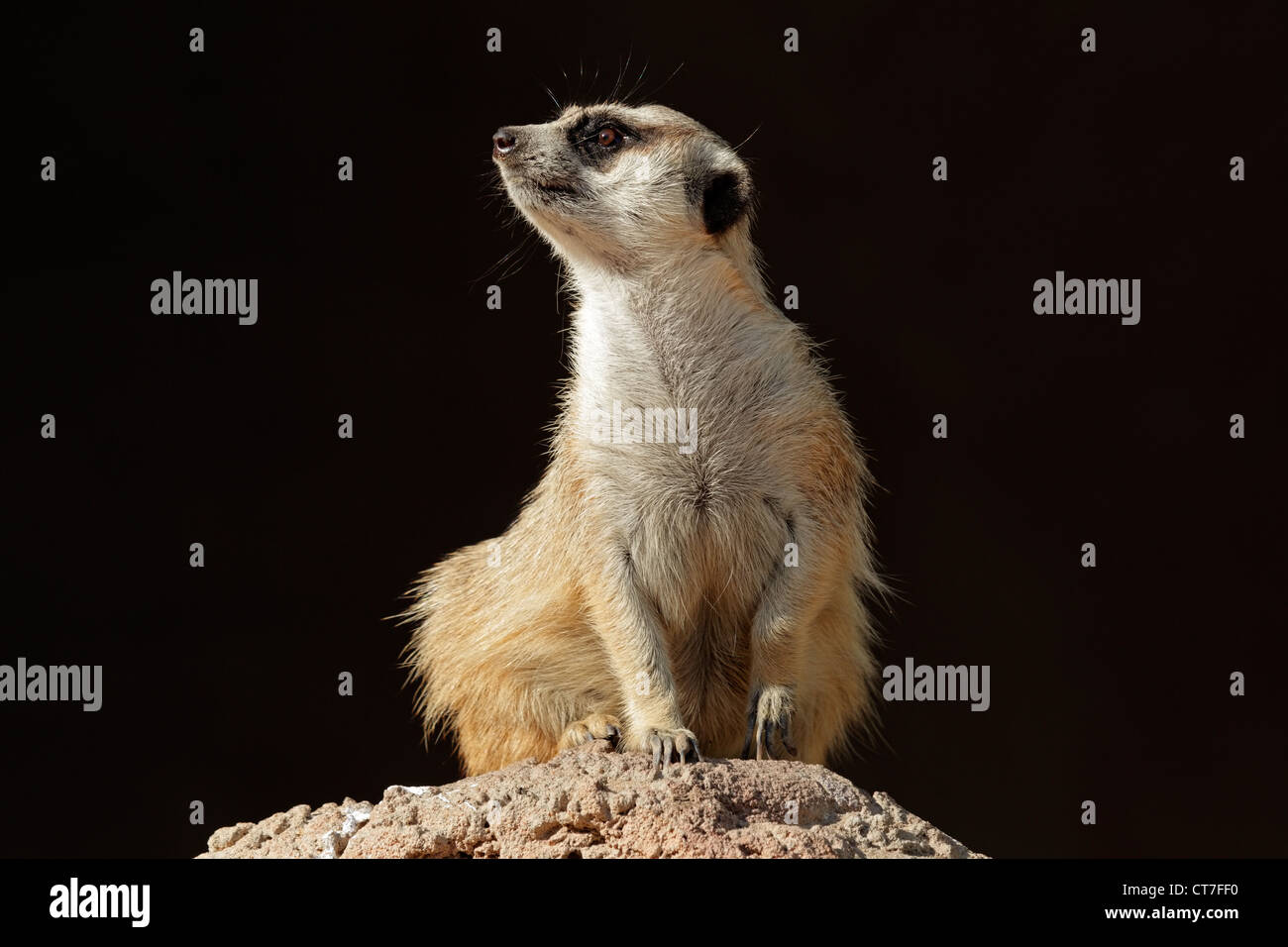 Alert Erdmännchen (Suricata Suricatta) auf der Hut auf einem Ameisenhaufen, Südafrika Stockfoto