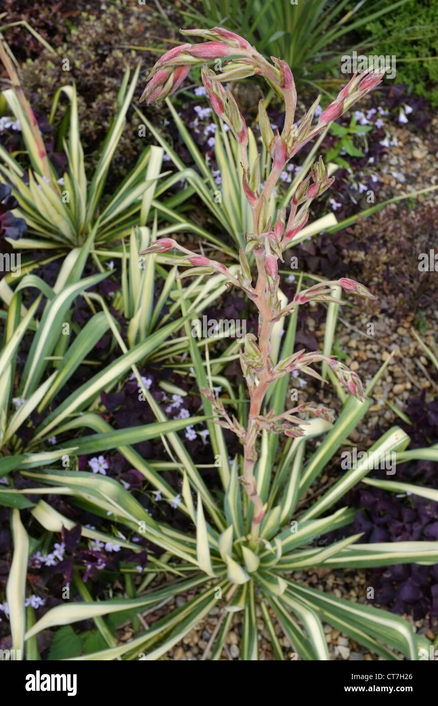 Bunte Blüte der Yucca Pflanzen Stockfoto