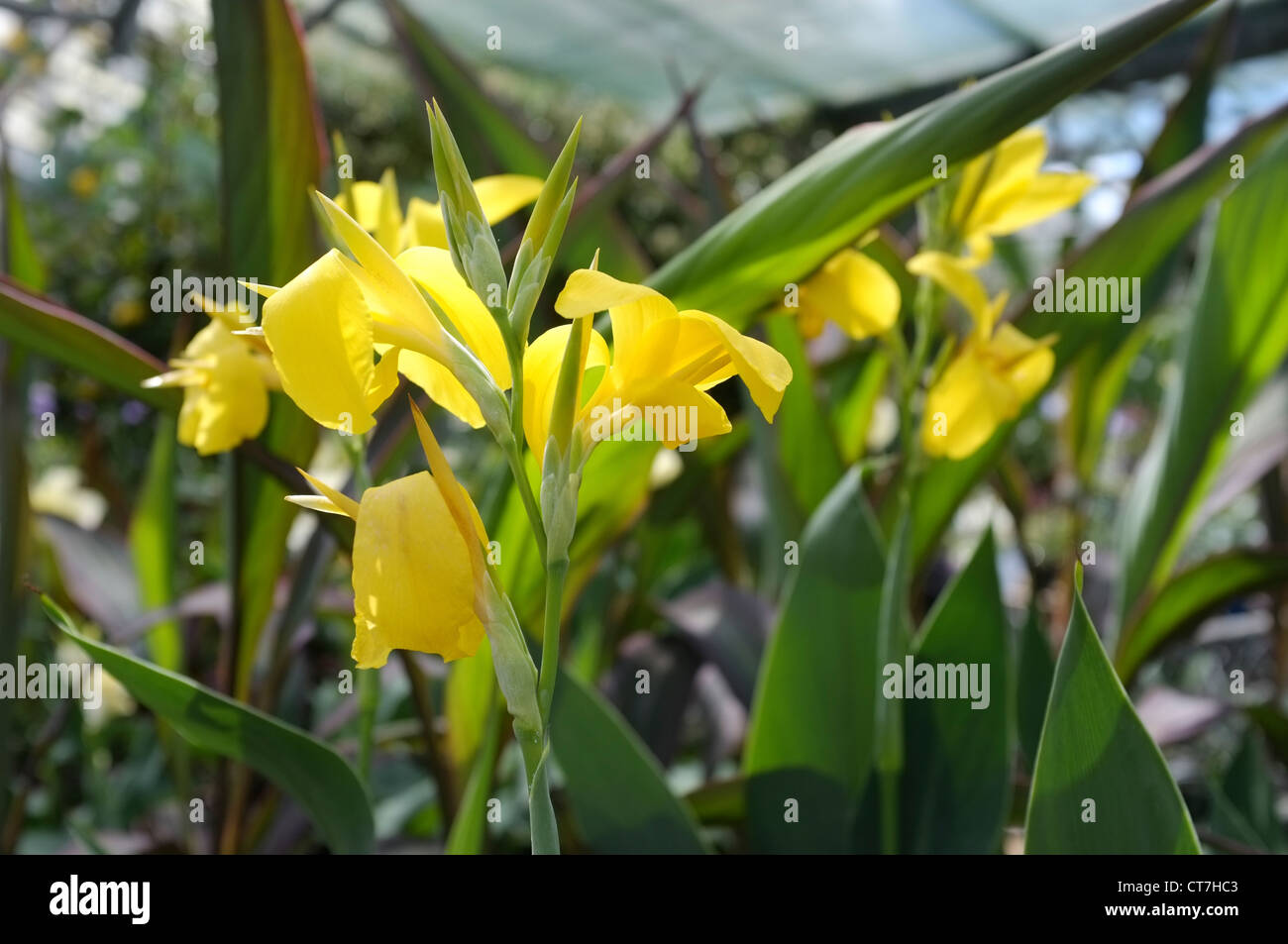 CANNA 'Ra' oder Wasser Canna 'Ra' Familie Cannaceae Stockfotografie