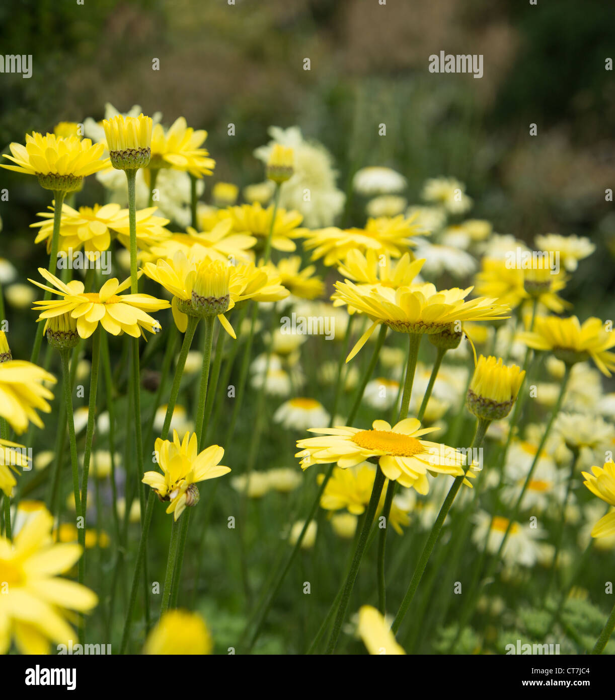 gelbe Anthemis Daisy E.C.Buxton Stockfoto