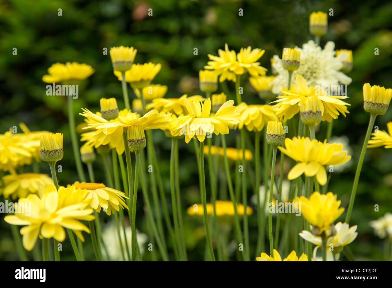 gelbe Anthemis Daisy E.C.Buxton Stockfoto