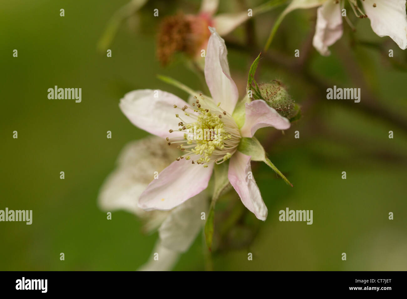 BlackBerry Blume, Tehidy Country Park, Cornwall, UK Stockfoto