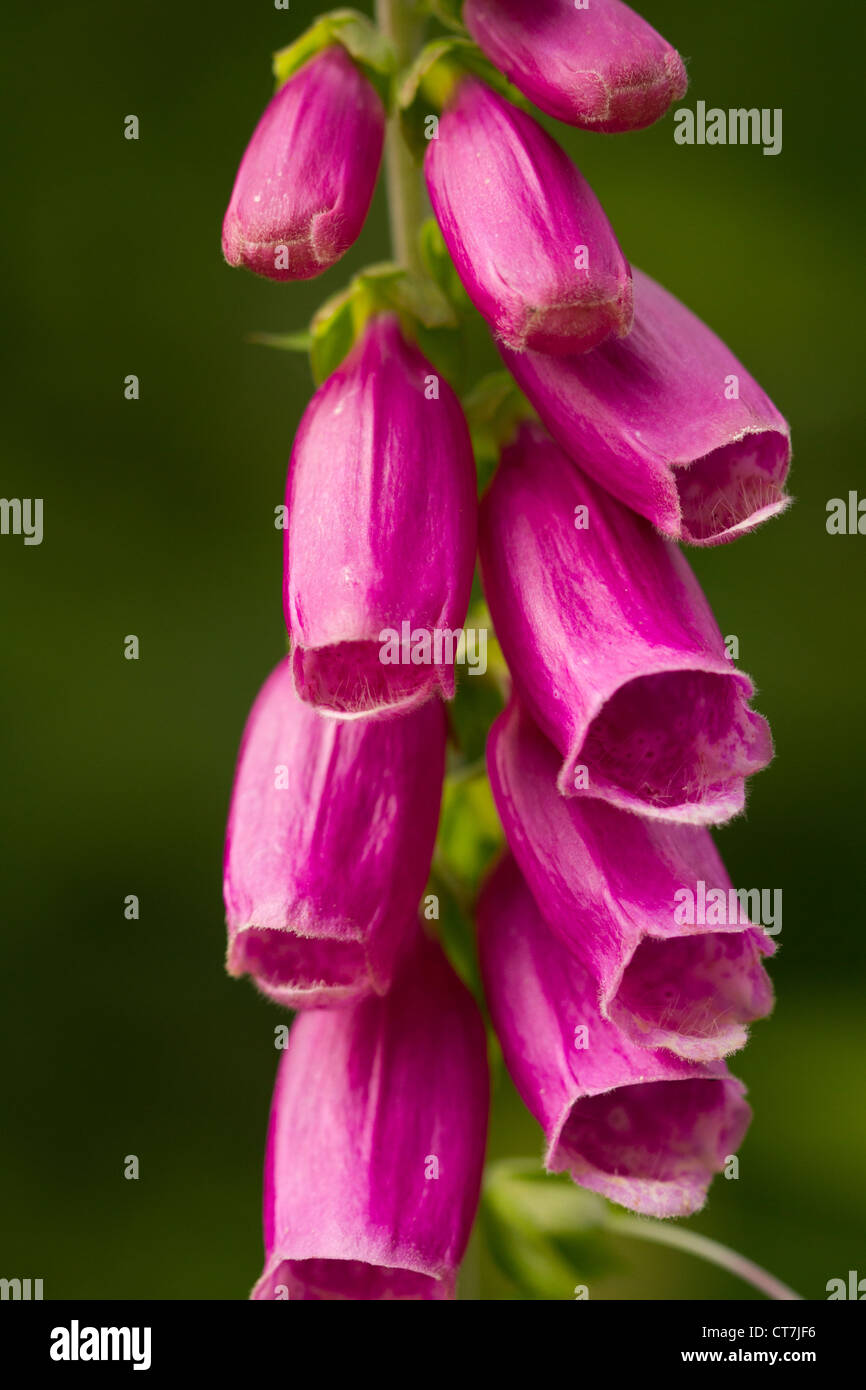 Gemeinsamen Fingerhut, Digitalis Purpurea, Tehidy Country Park, Cornwall, UK Stockfoto