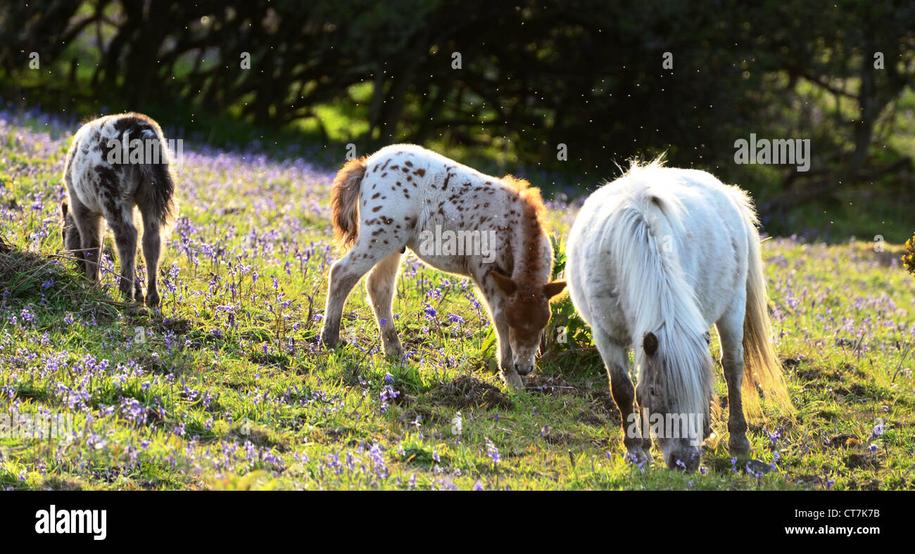Sheland Pony Stute und Fohlen unter den Glockenblumen auf Dartmoor Stockfoto