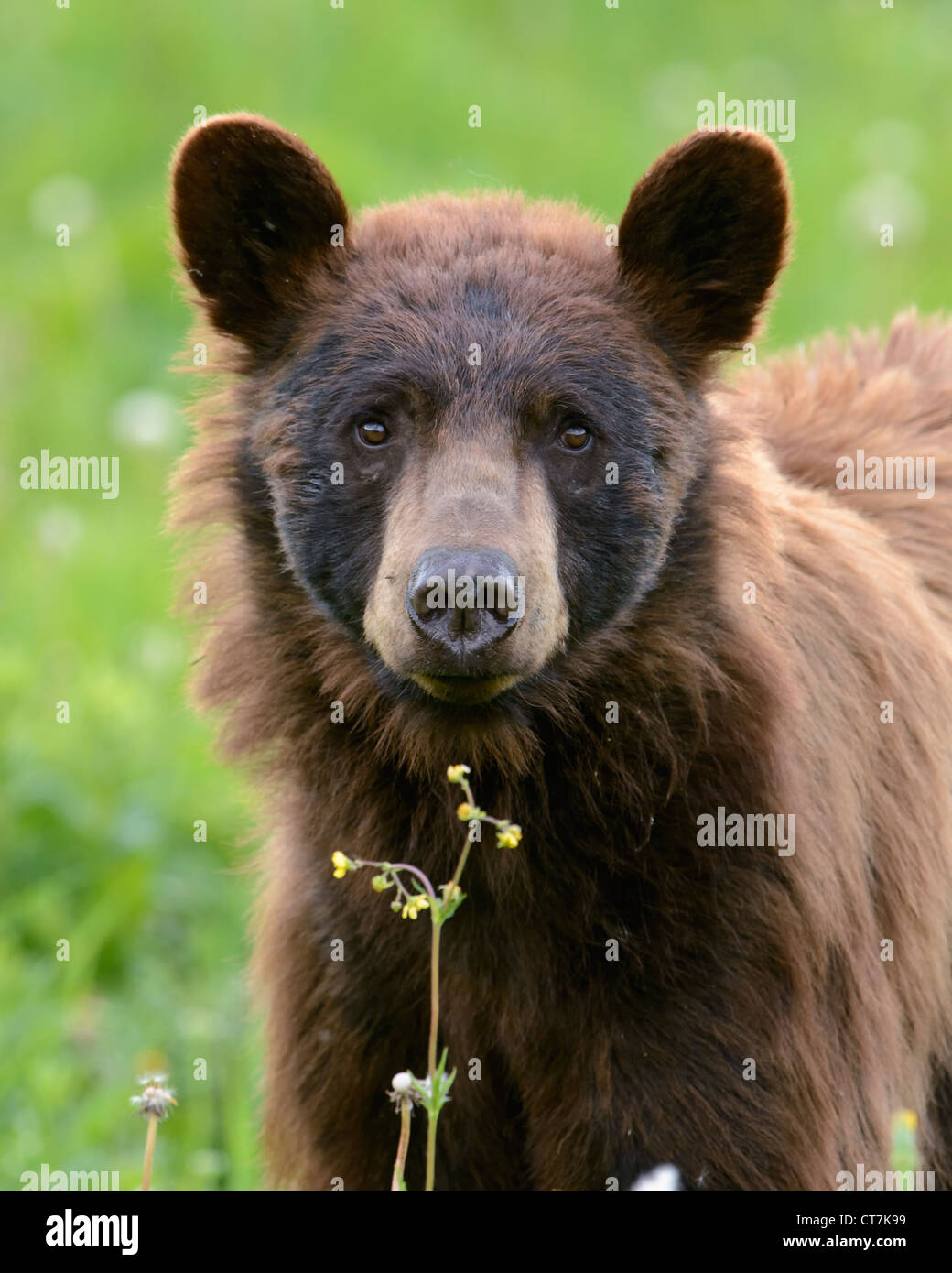 Porträt eines schwarzen Bären, Yellowstone-Nationalpark Stockfoto