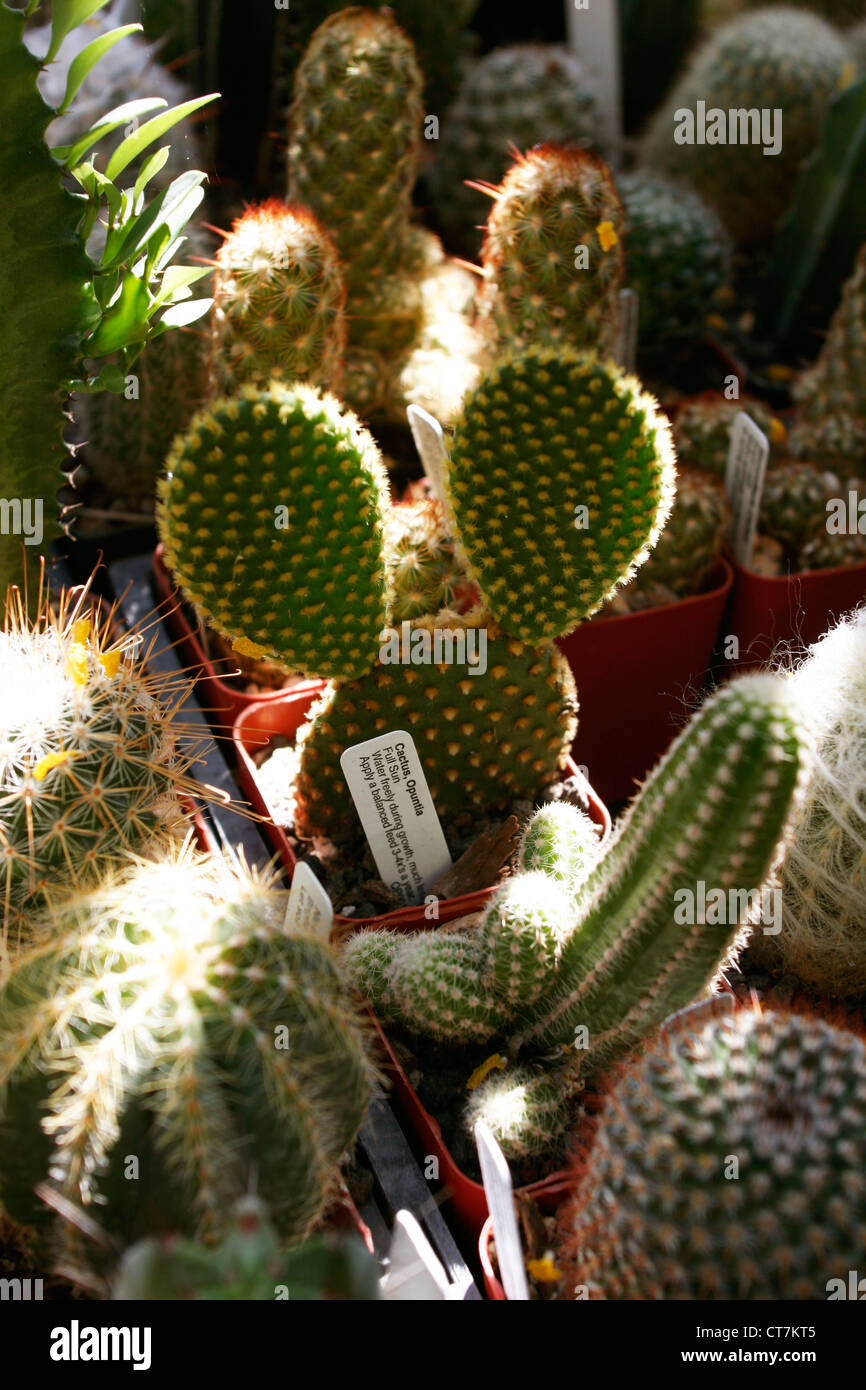 Mickey Mouse Ohren Kaktus Stockfotografie - Alamy