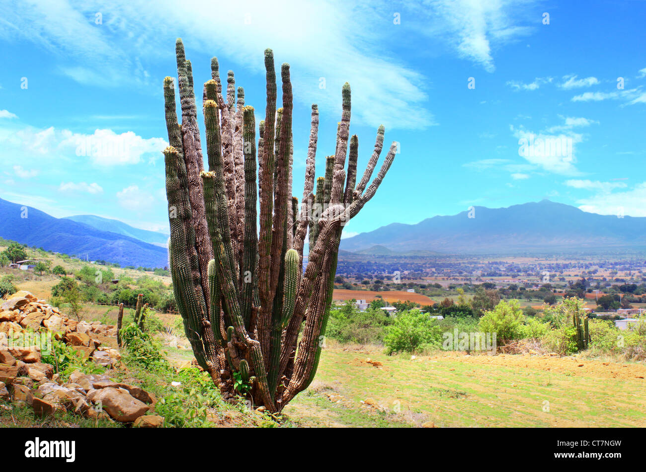 Helle sonnige Landschaft mit Organ Pipe Cactus im Vordergrund Wüstental Szene im Tal von Oaxaca, Mexiko Stockfoto