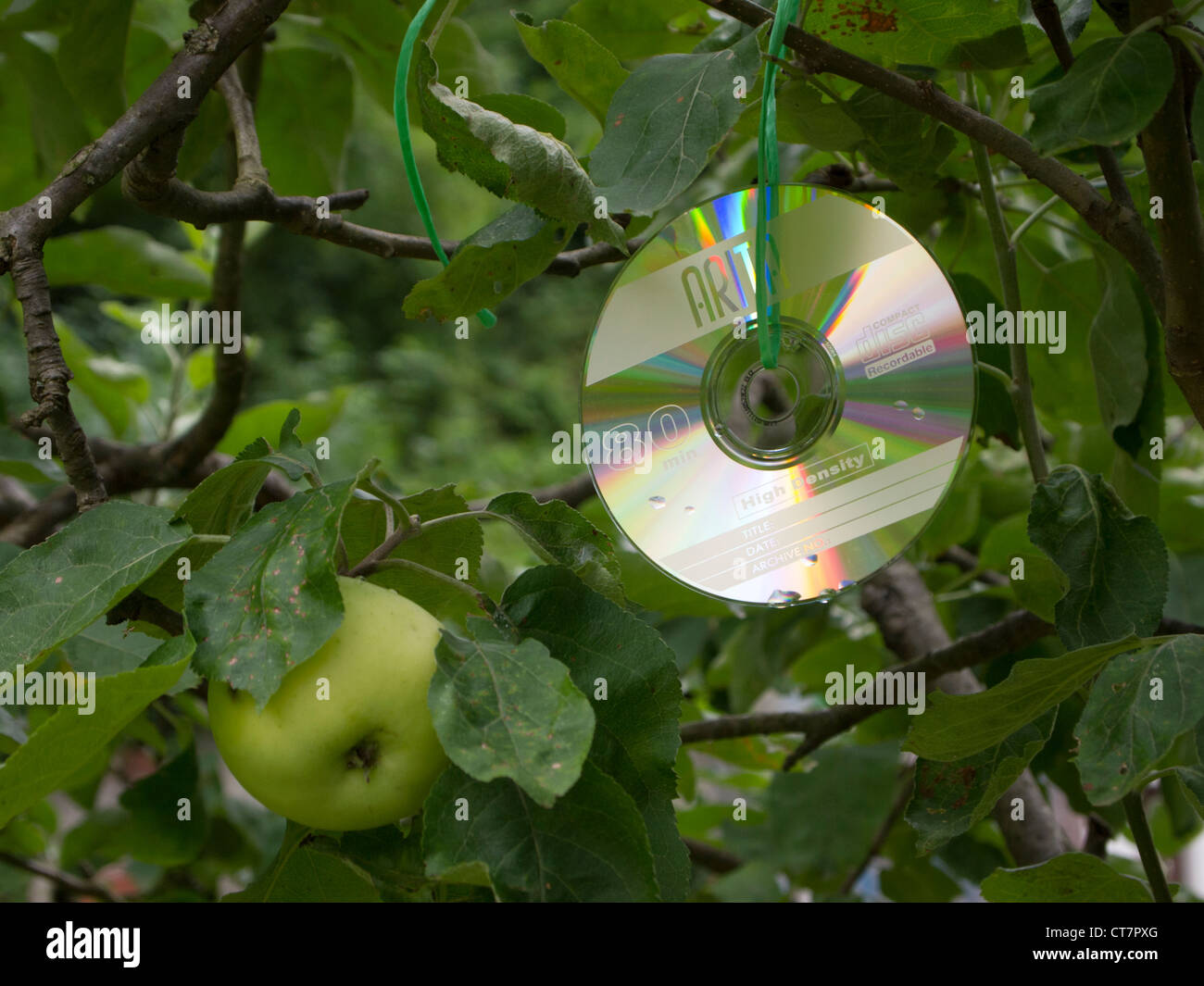 DVD auf dem Baum - Schutz vor Raubtieren Stockfoto