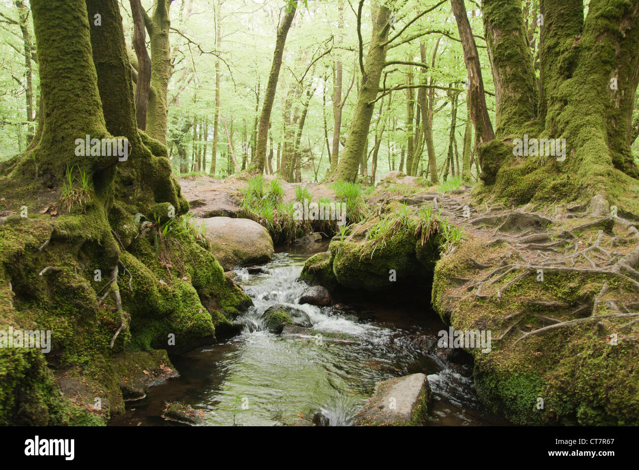 Fließender Strom in einem englischen Wald, UK. Stockfoto