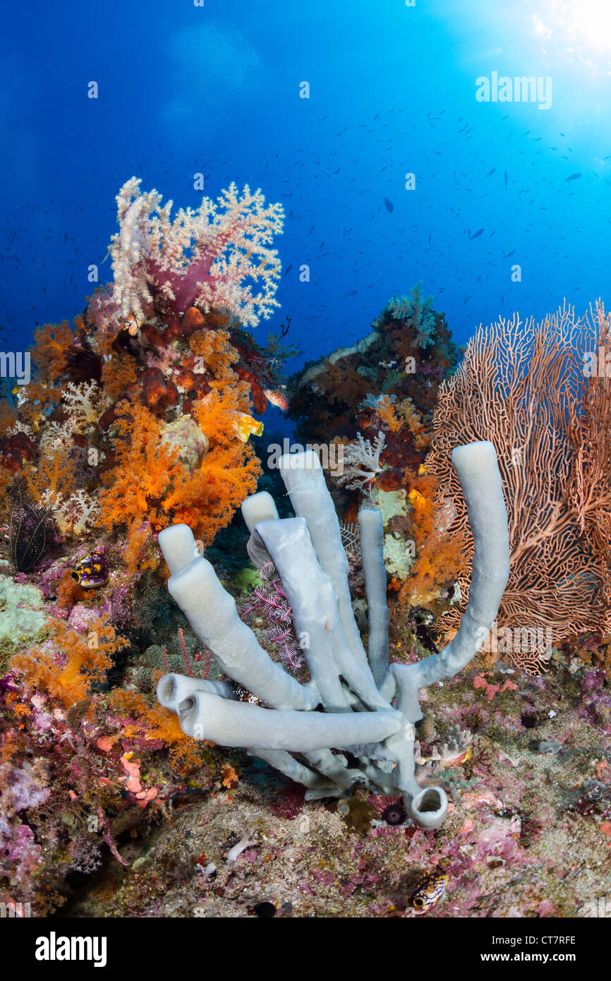 Rohr Schwamm am Korallenriff in Raja Ampat, Indonesien Stockfoto